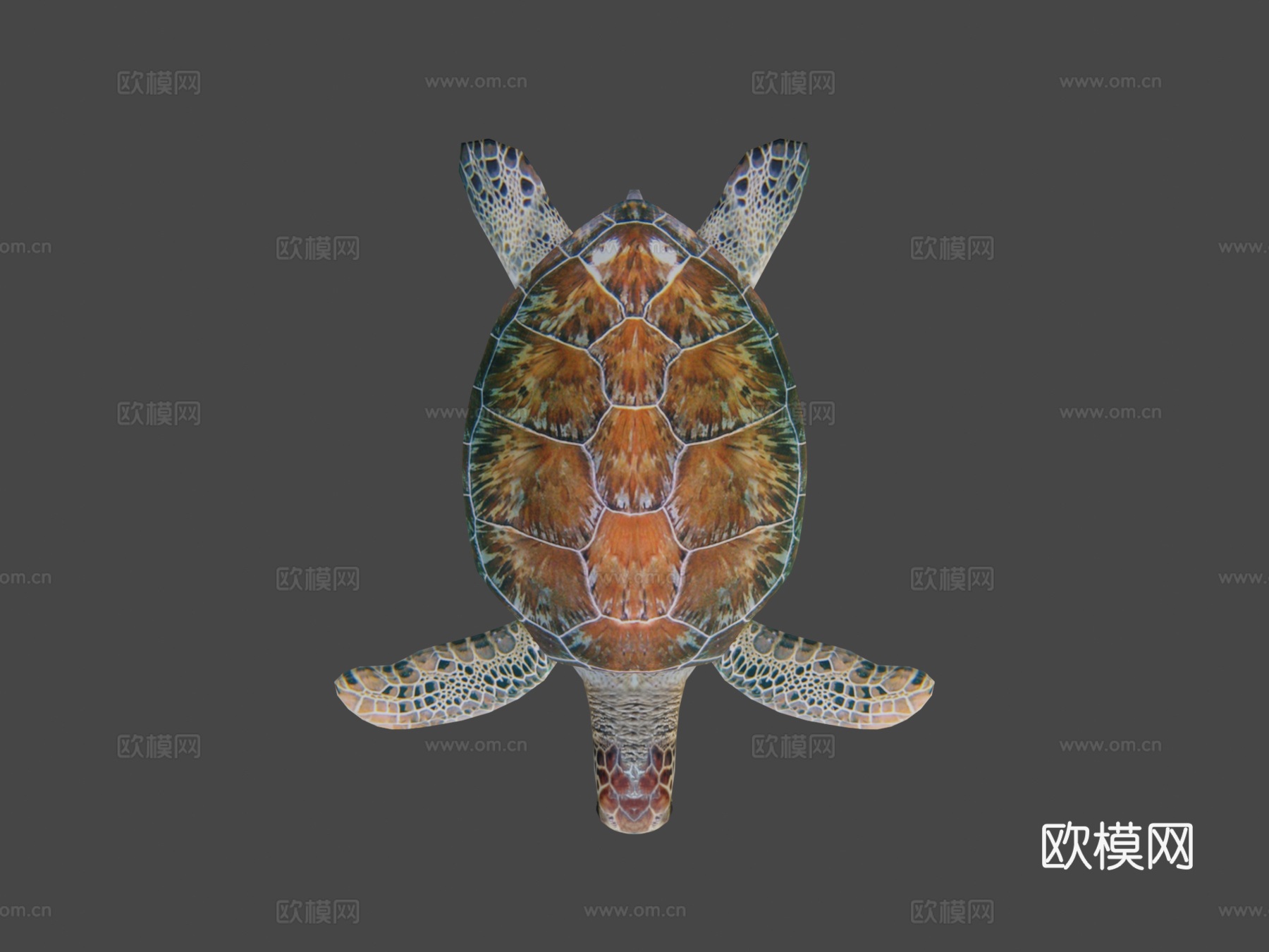 海龟3d模型