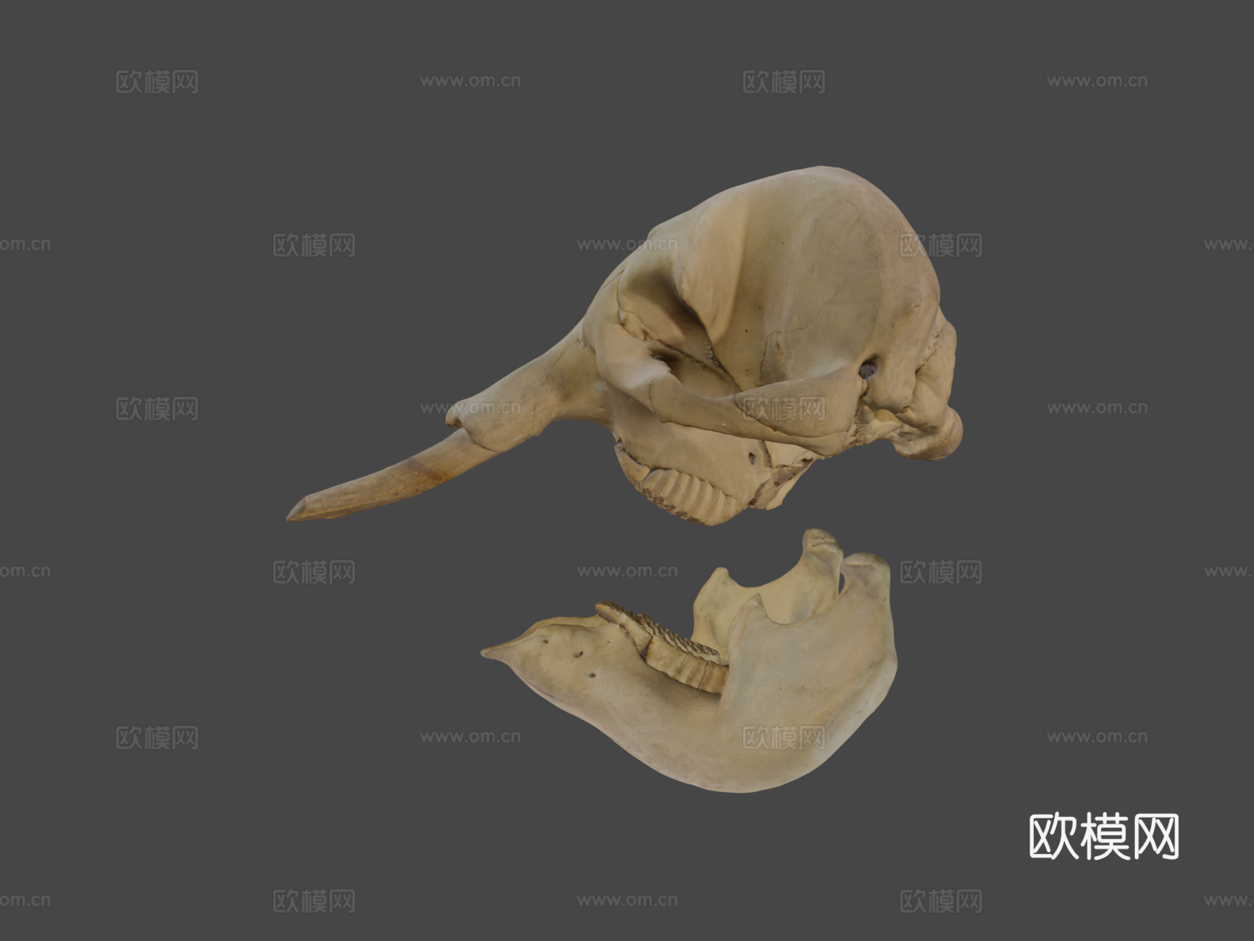 大象头骨3d模型