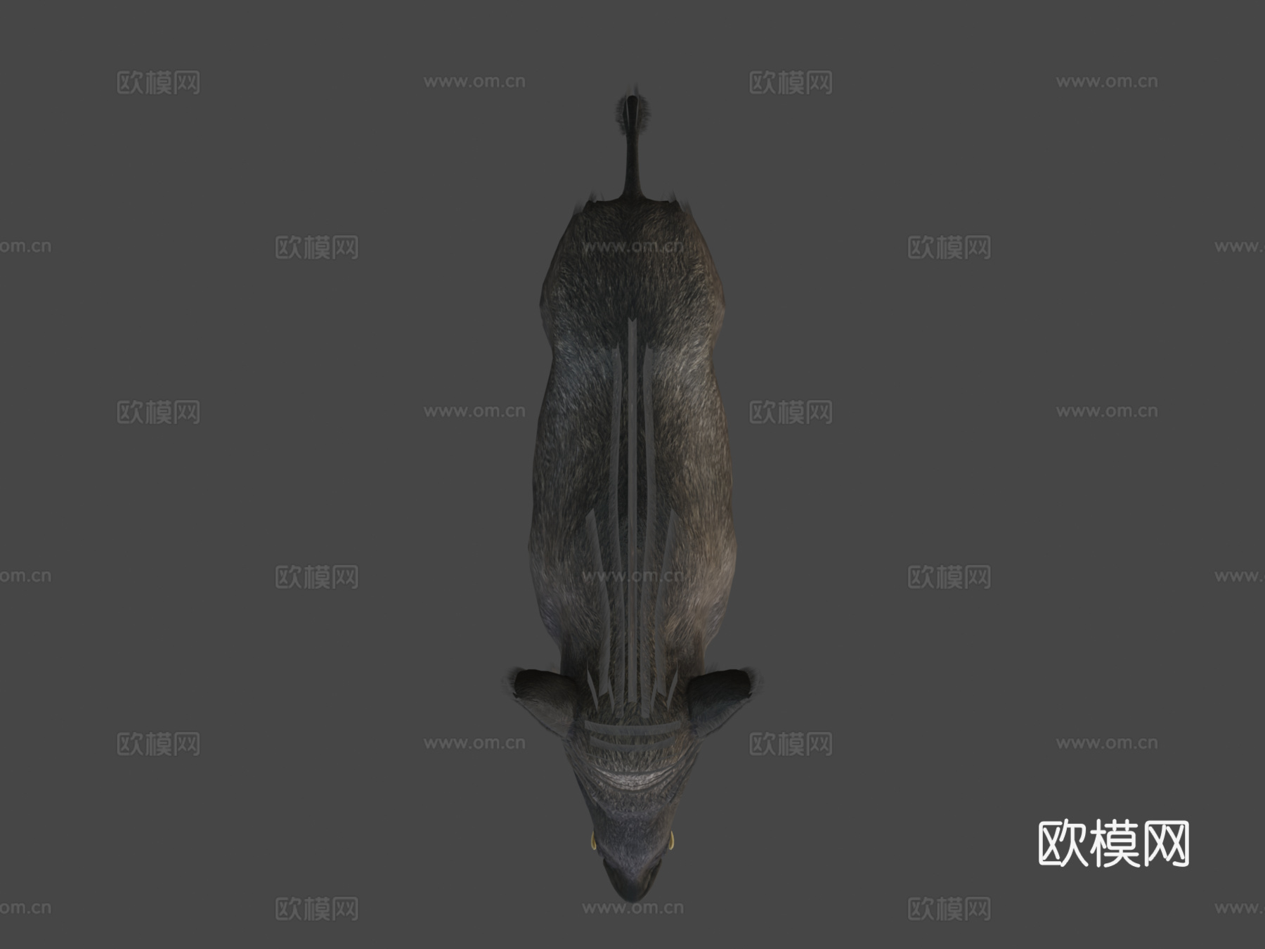 野猪-雄性3d模型