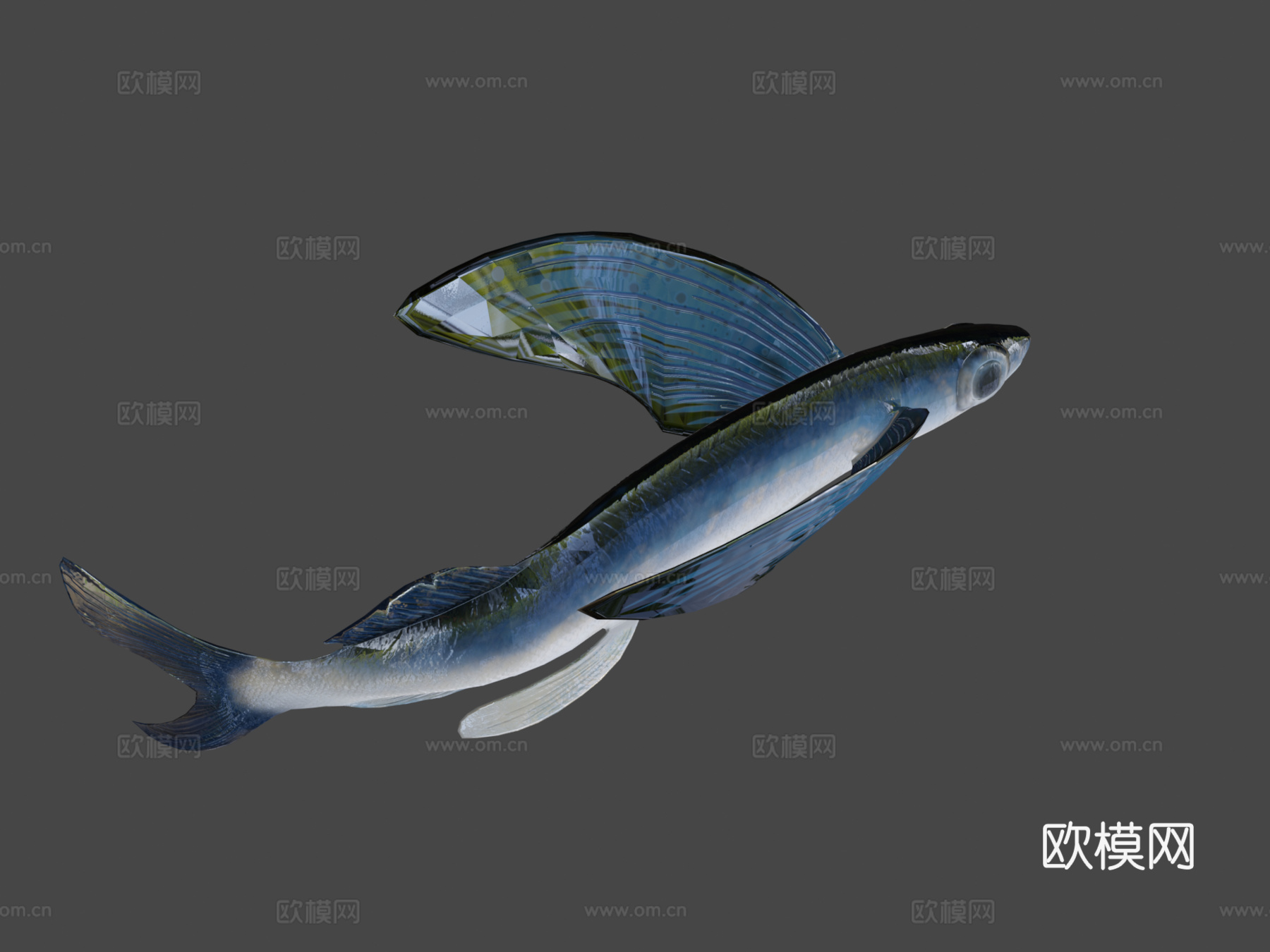 飞鱼3d模型