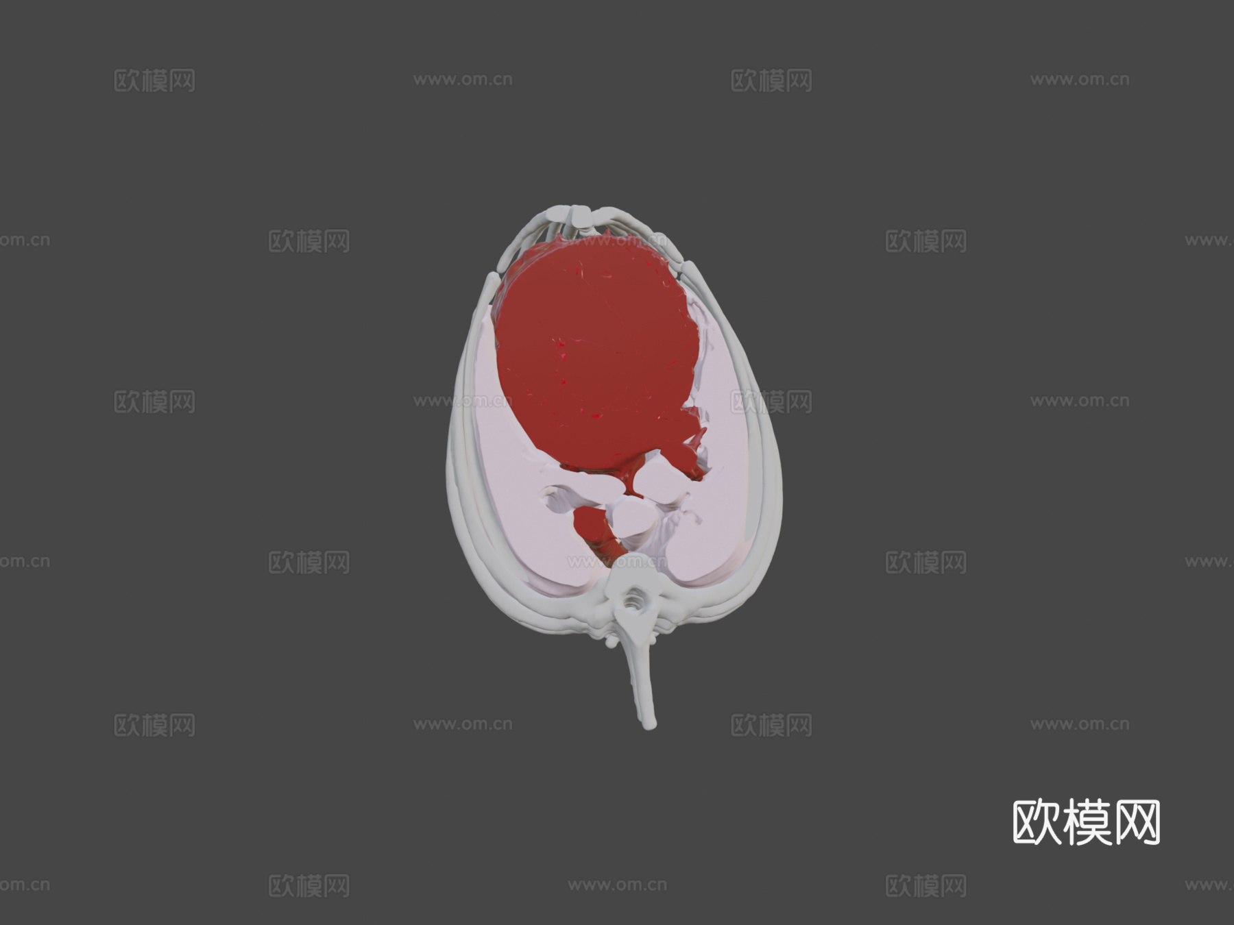 D犬类解剖 - 正常腹部3d模型3d模型