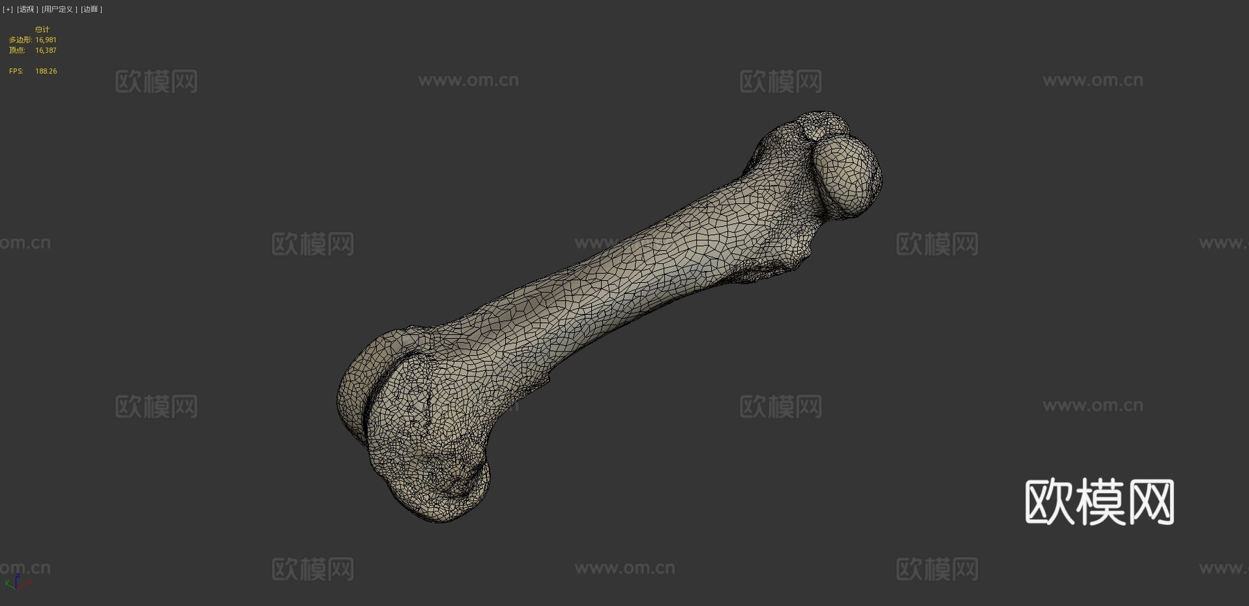 股骨（股骨）猪3d模型