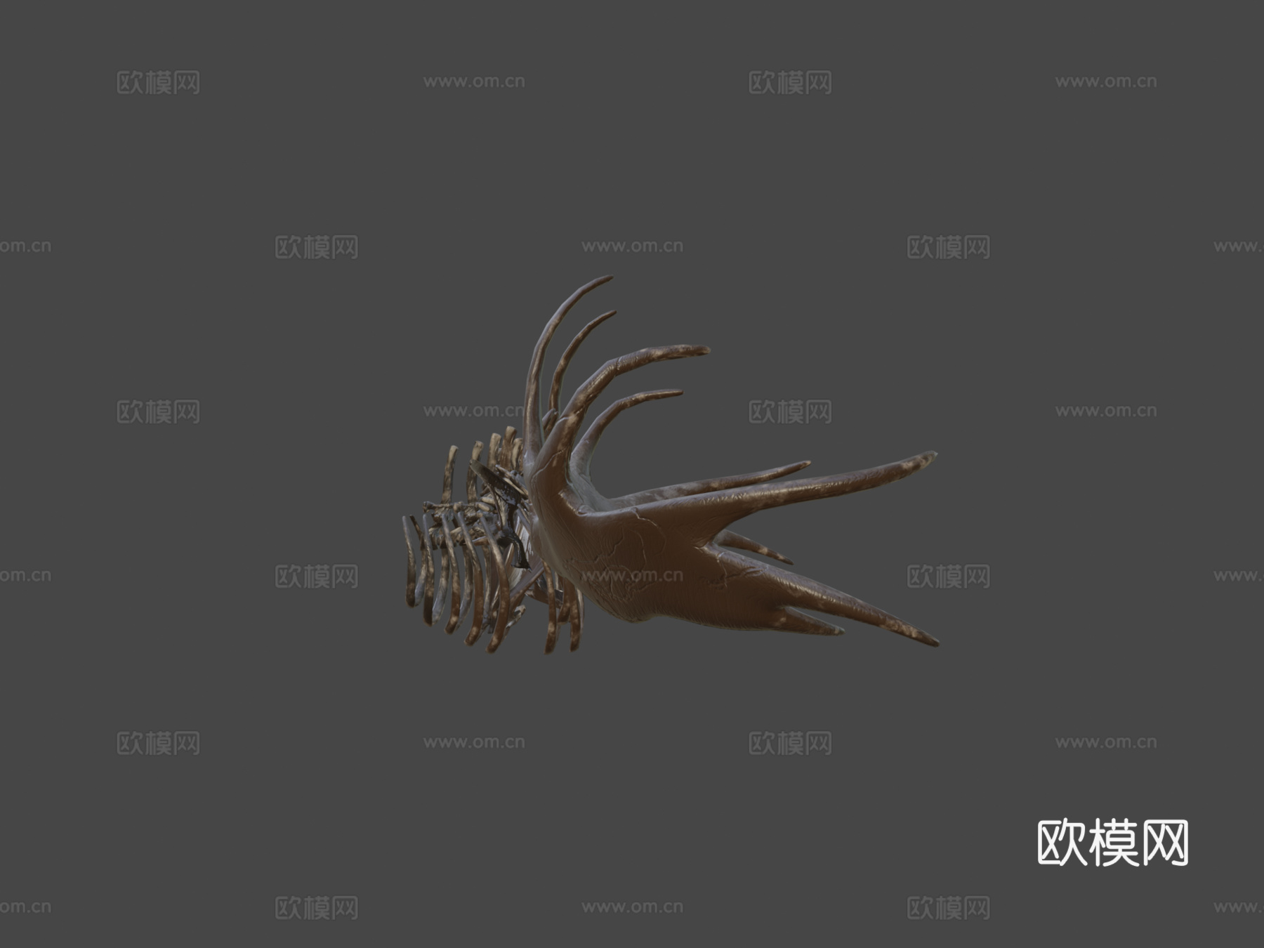 爱尔兰鹿化石3d模型