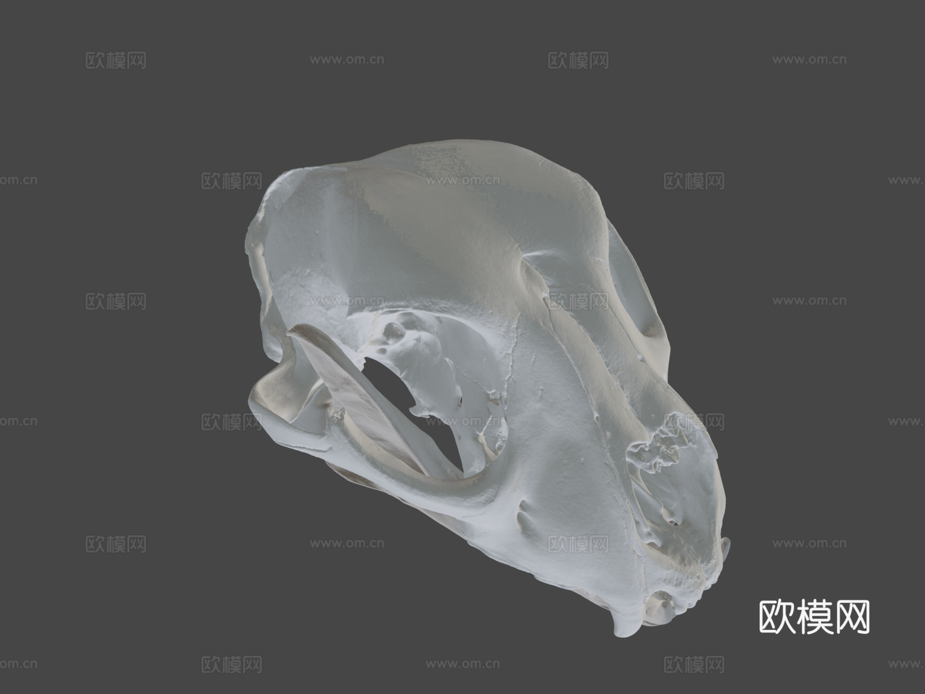 长而尖锐犬齿的猎豹头骨3d模型