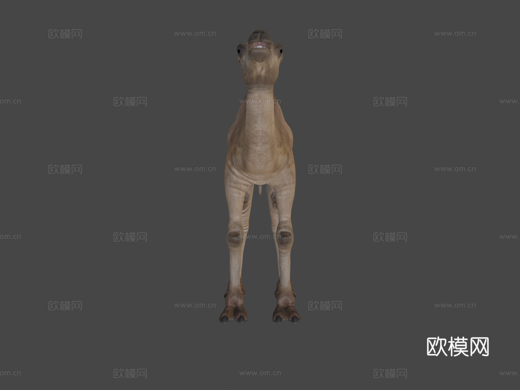 骆驼3d模型