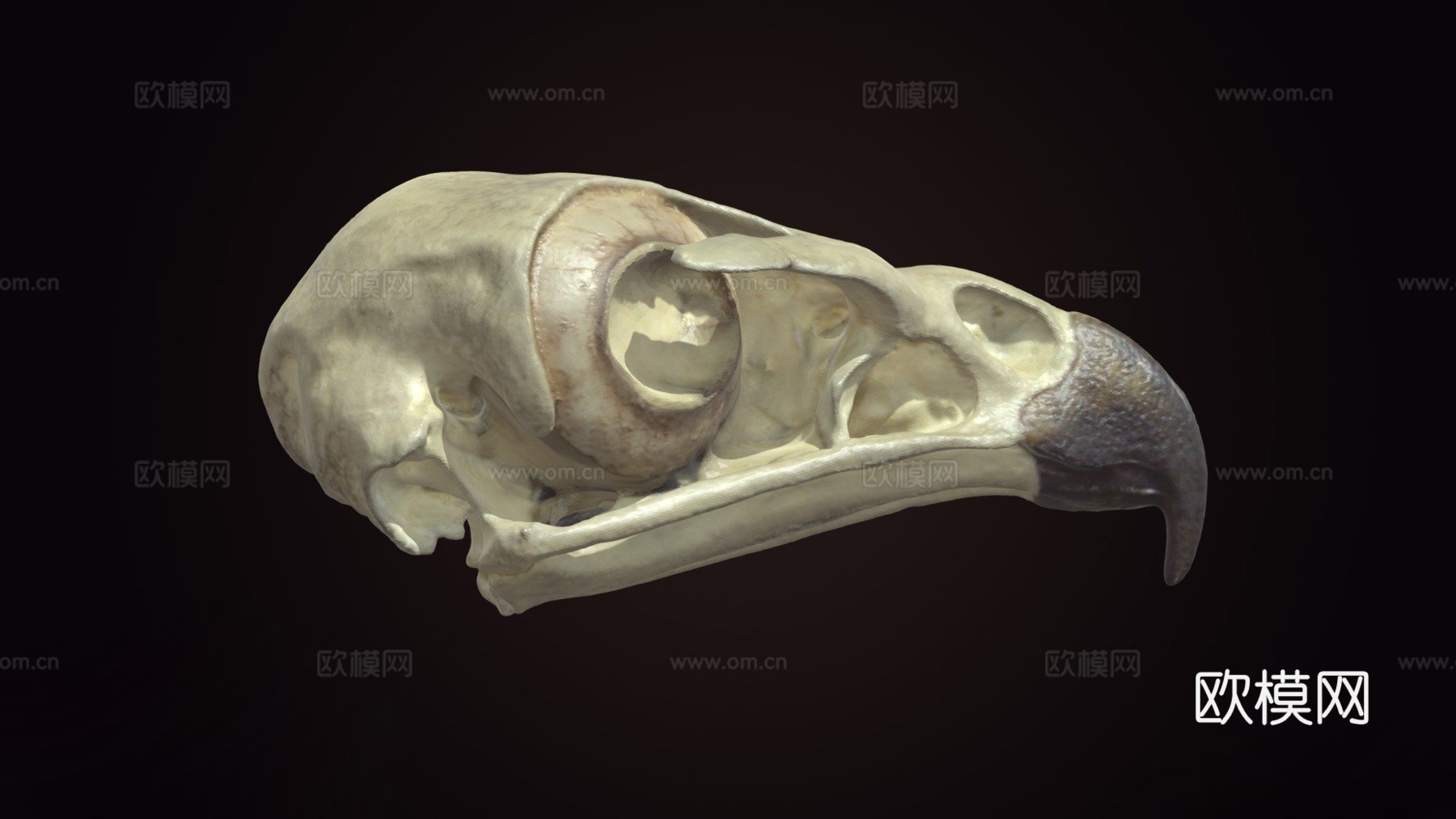 红尾鹰头骨3d模型