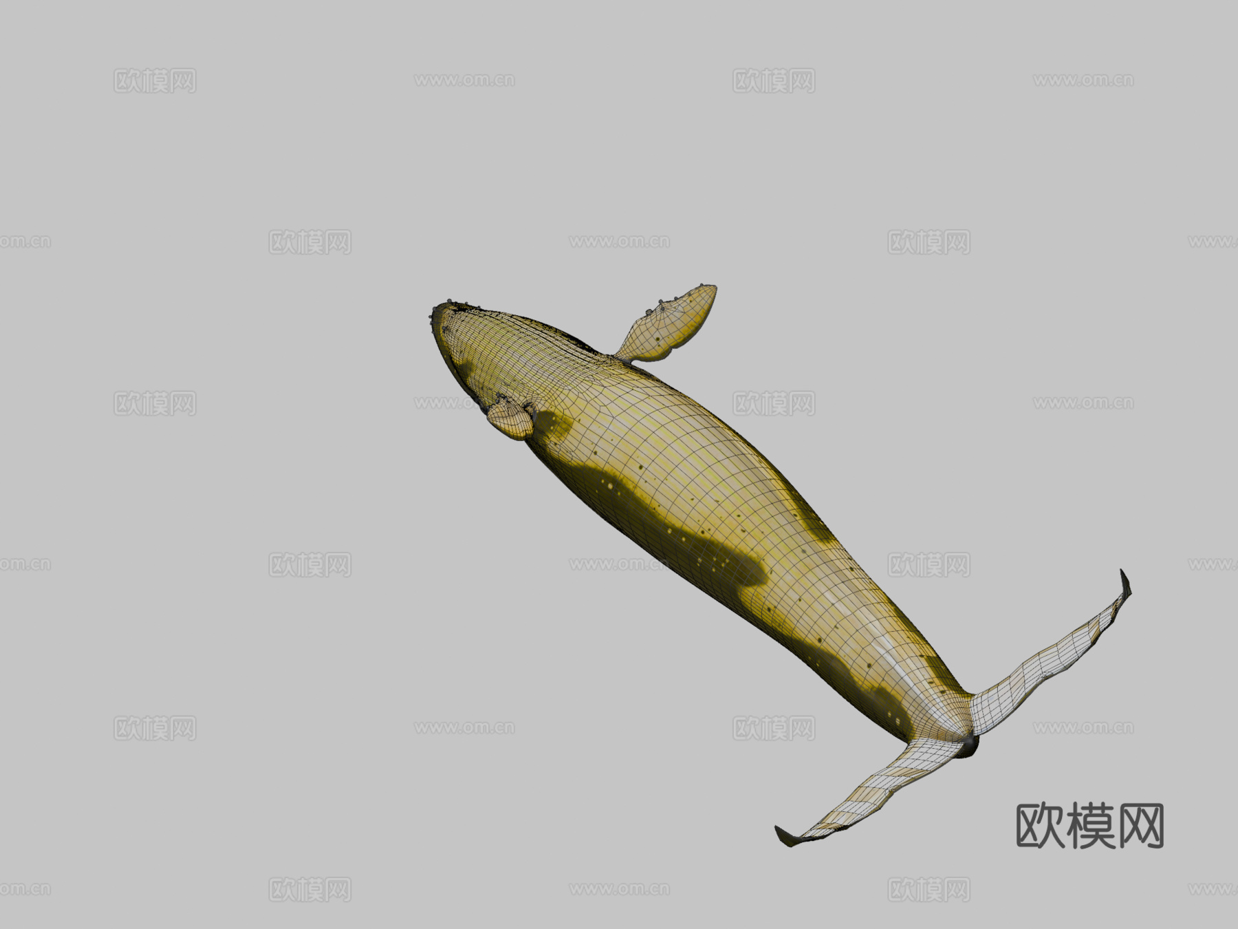 绑定动画蓝鲸3d模型