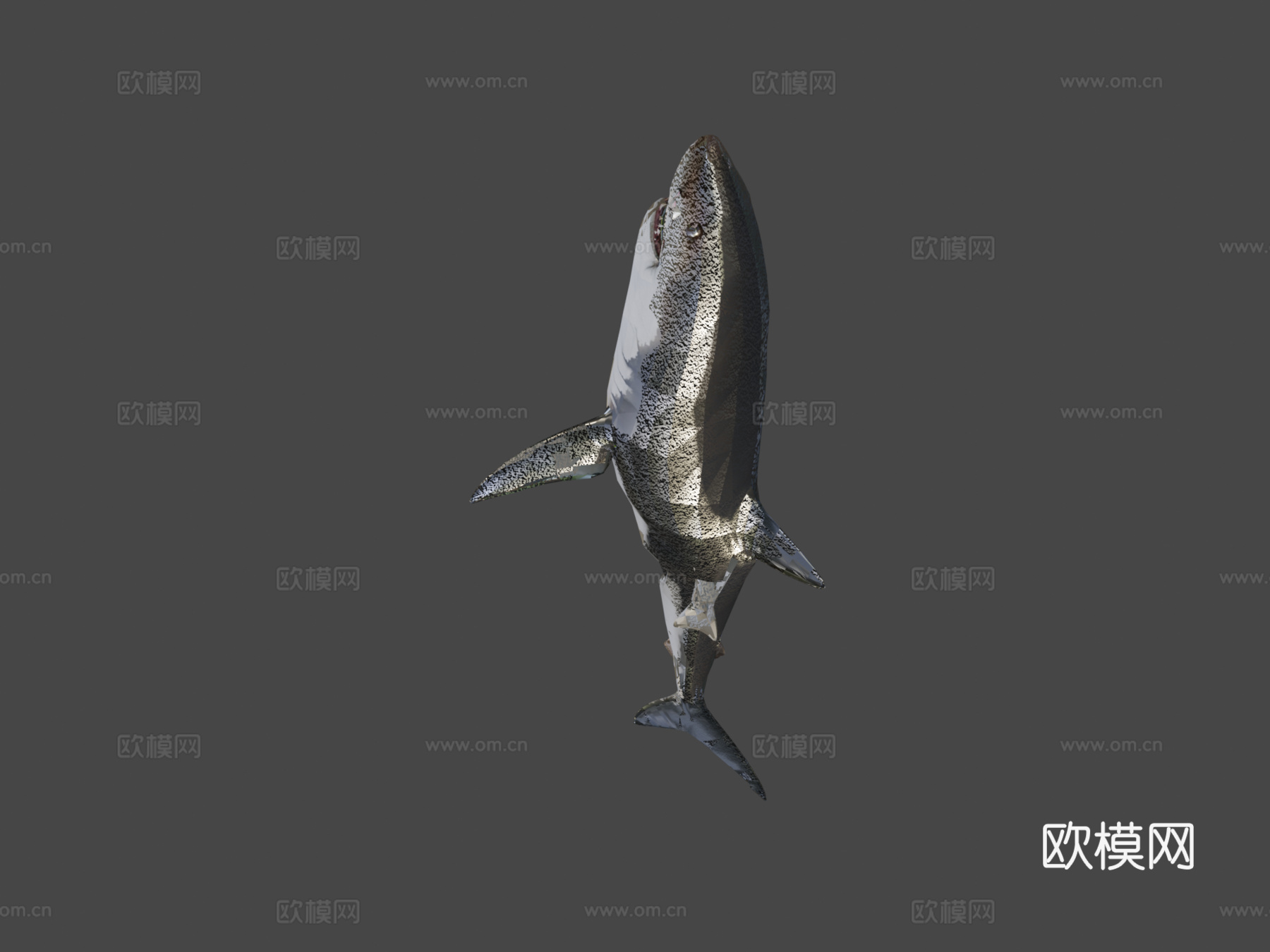 巨齿鲨对战大白鲨3d模型