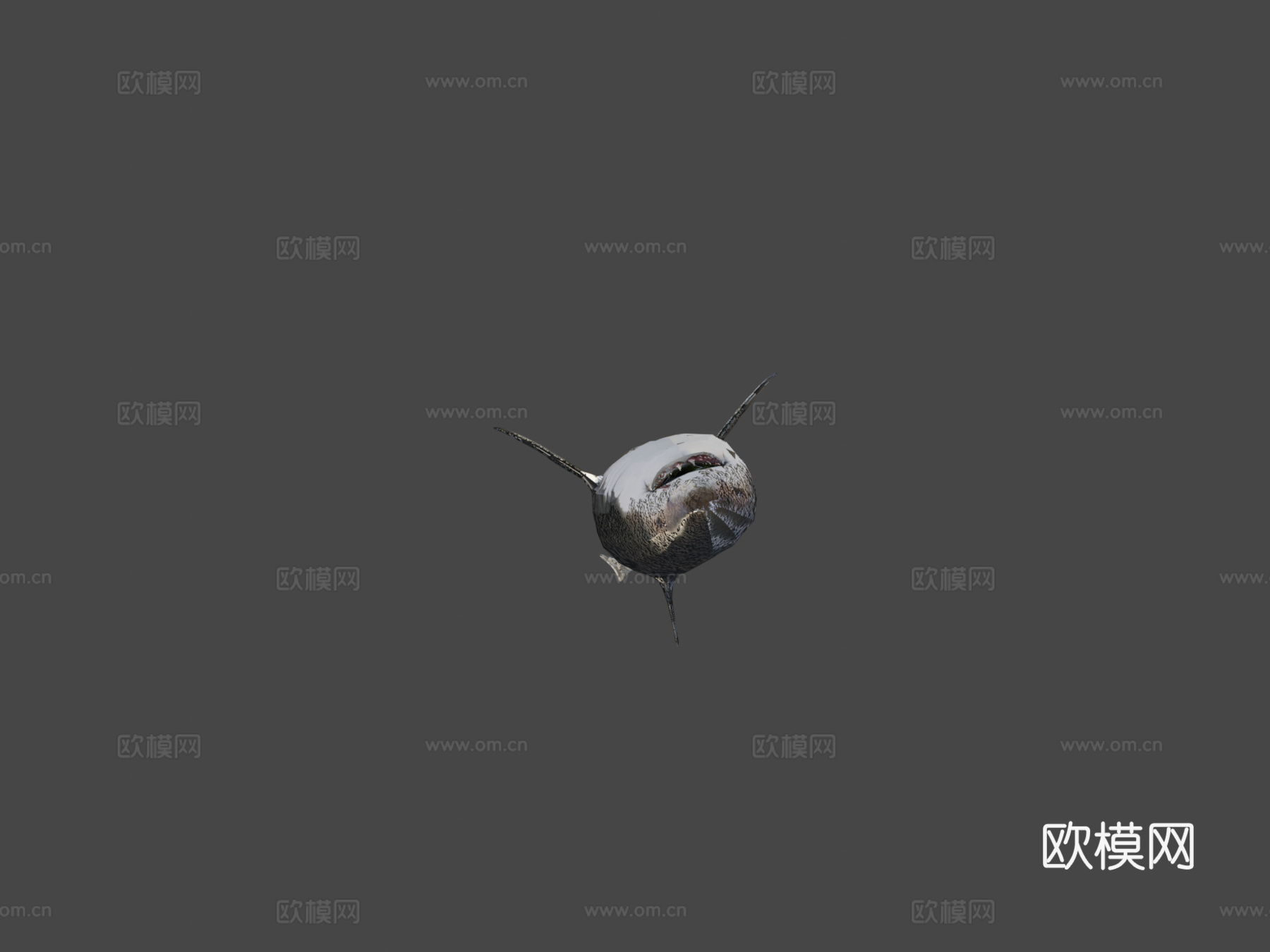 巨齿鲨对战大白鲨3d模型