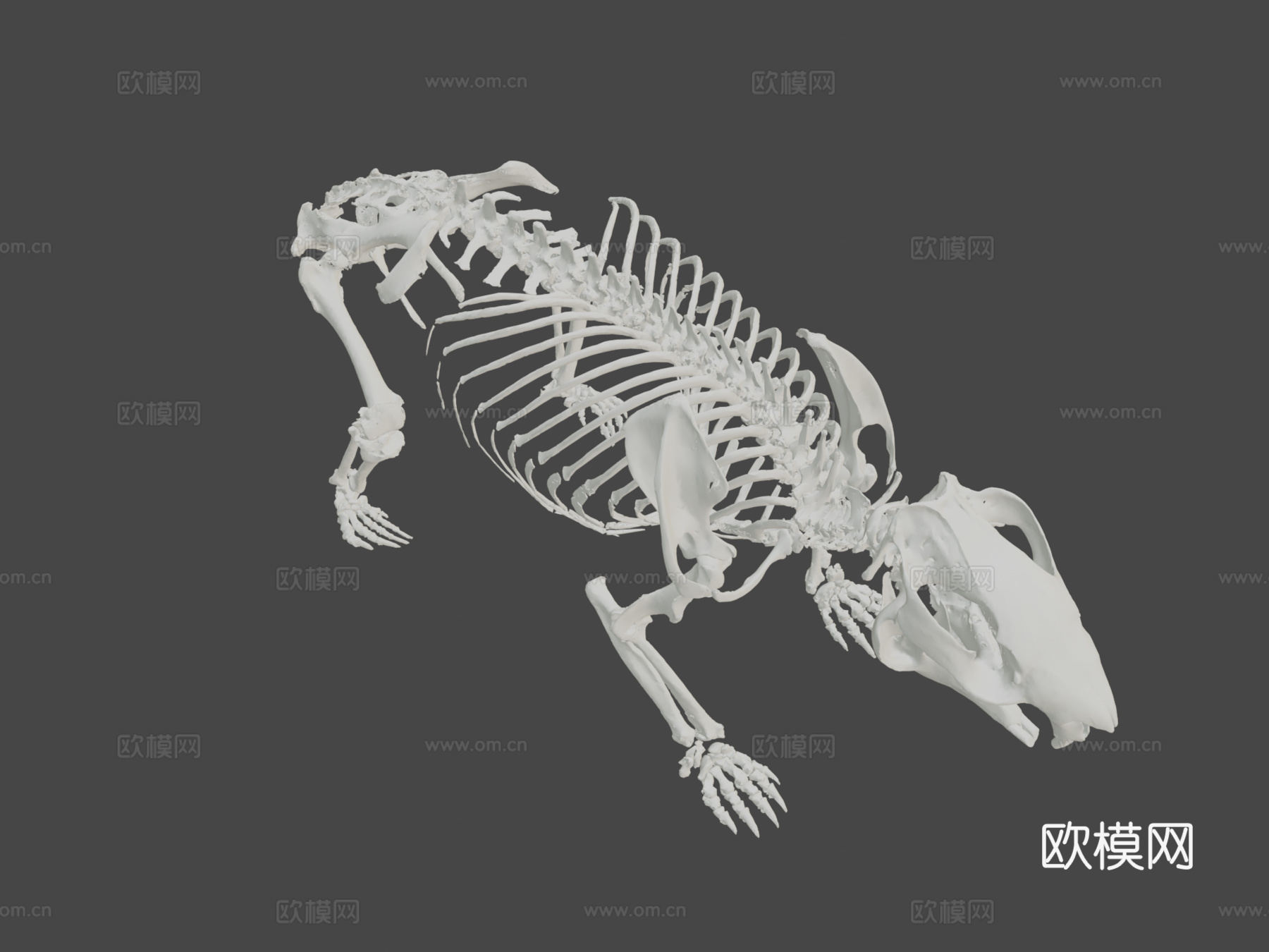 袋熊骨架3d模型