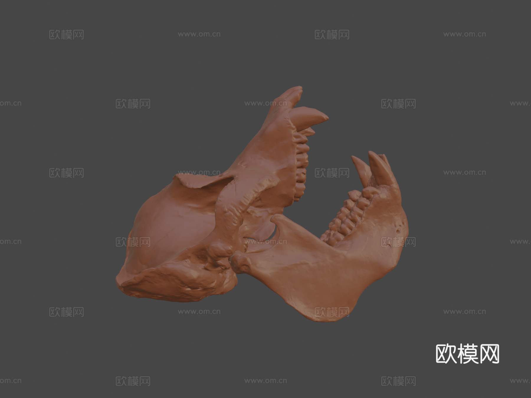 猩猩头骨3d模型