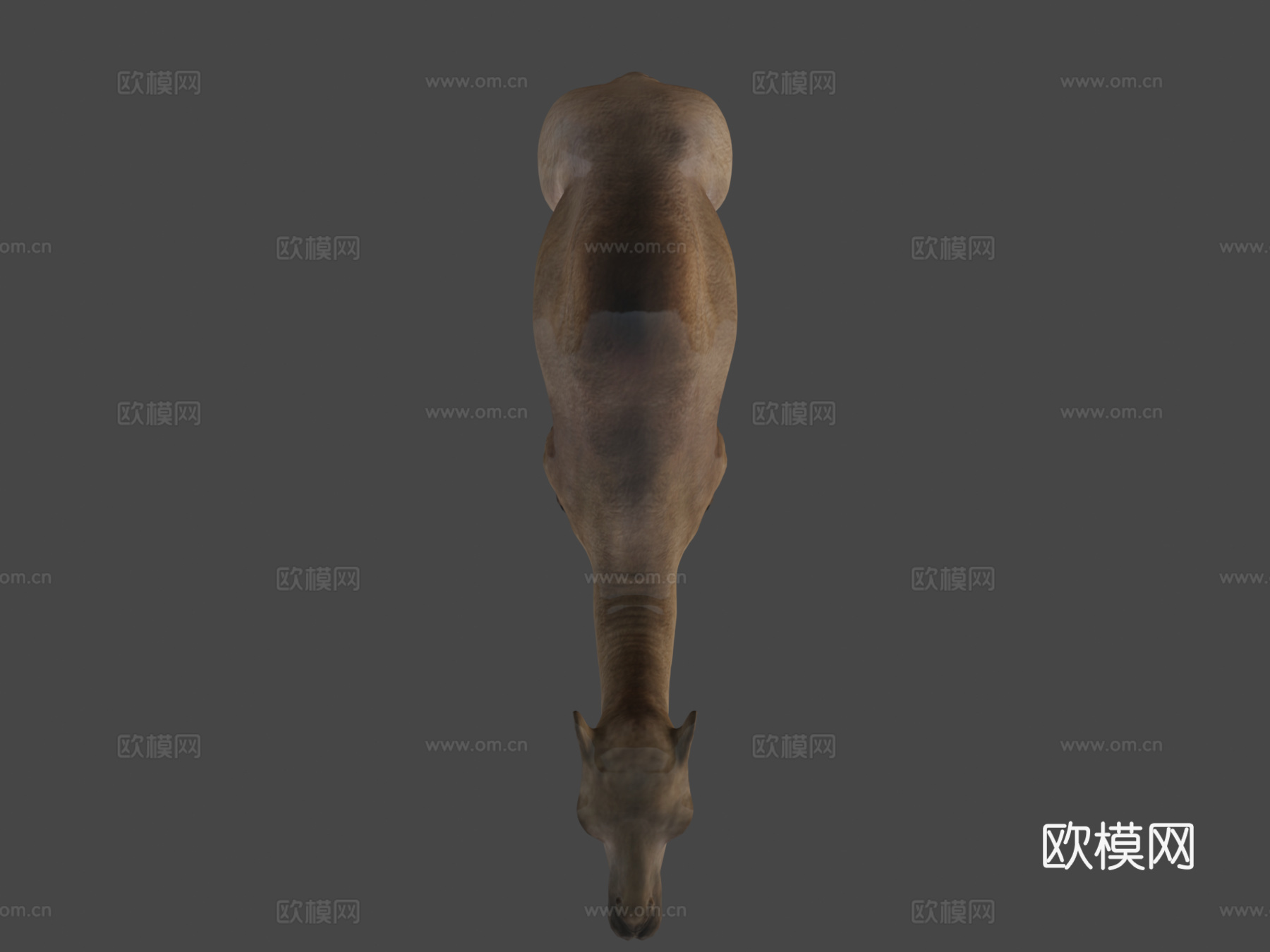 骆驼3d模型