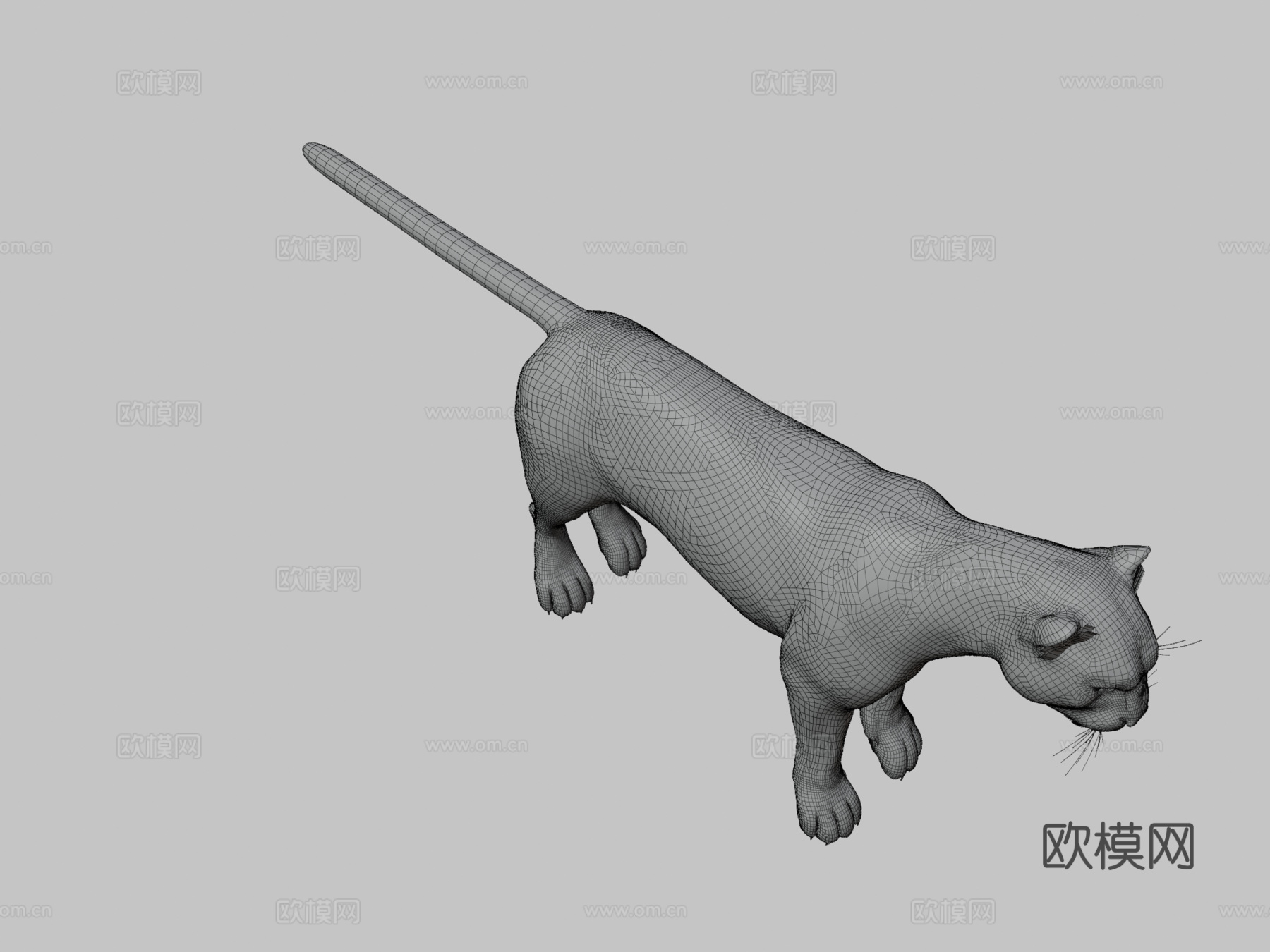 灰美洲狮3d模型