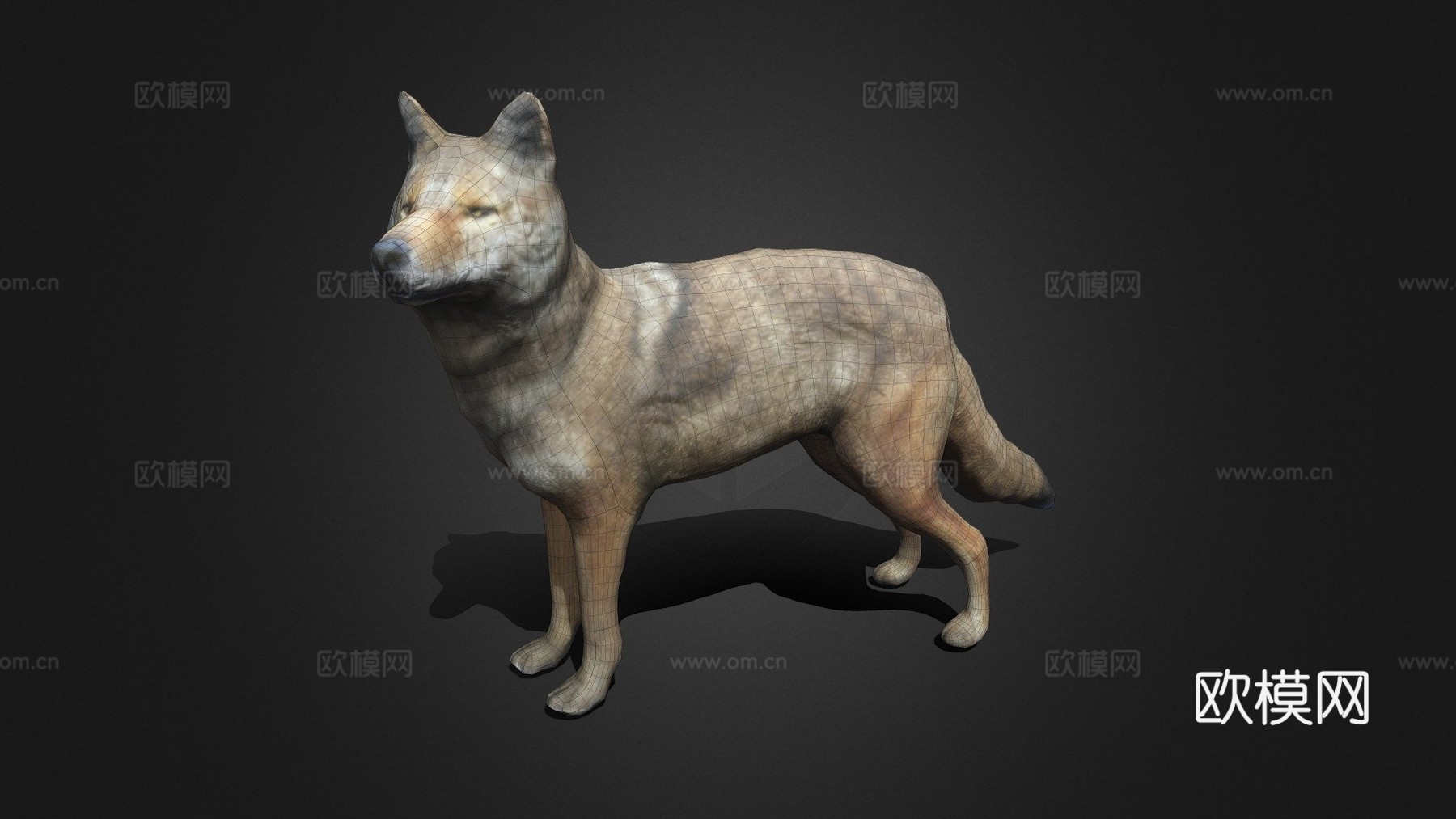 郊狼3d模型