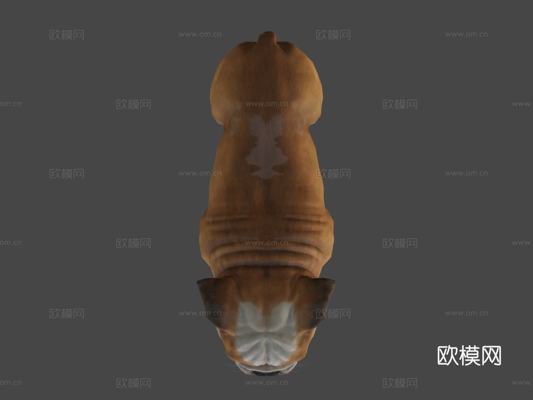 狗-斗牛犬3d模型