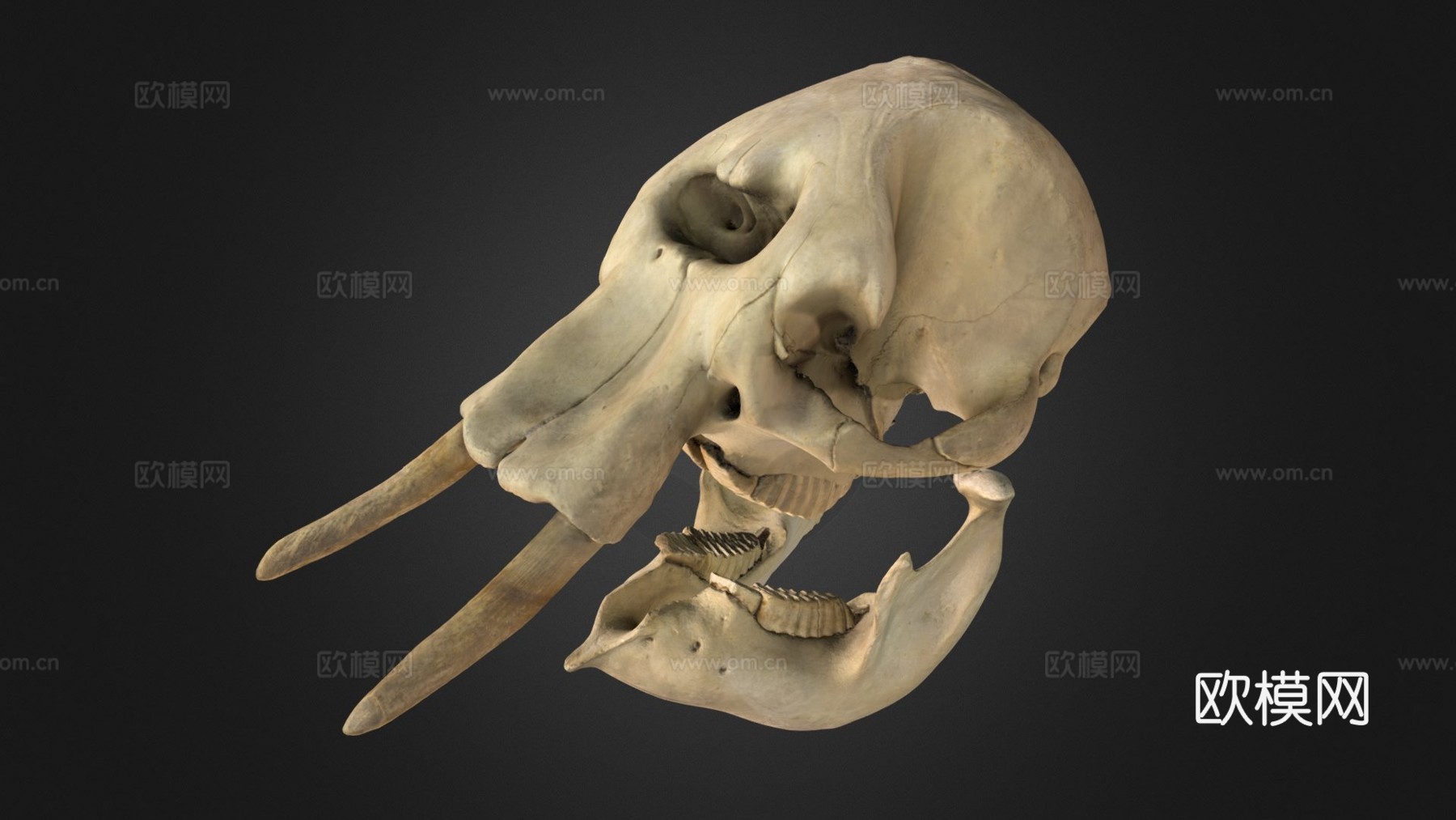 大象头骨3d模型