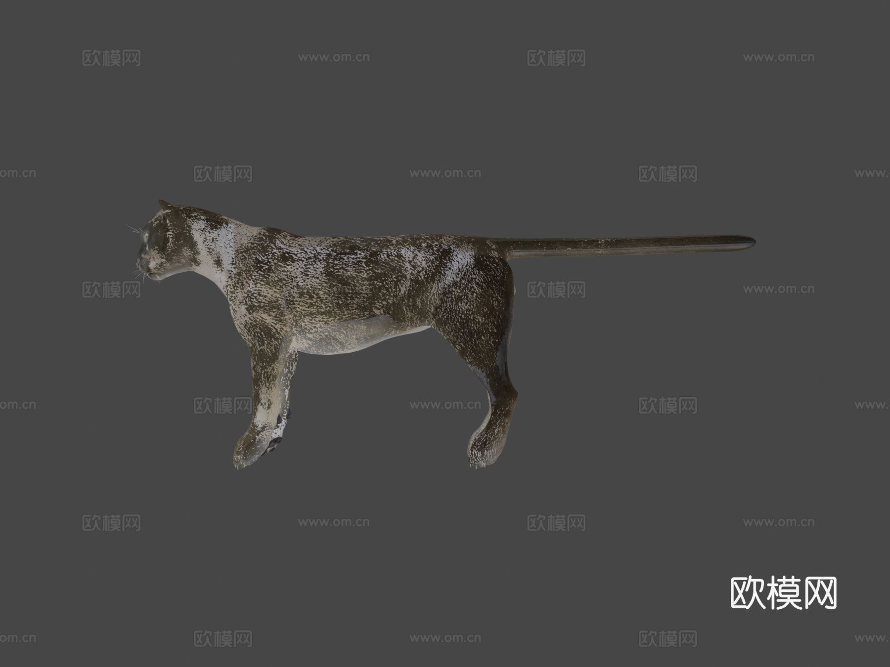 灰美洲狮3d模型