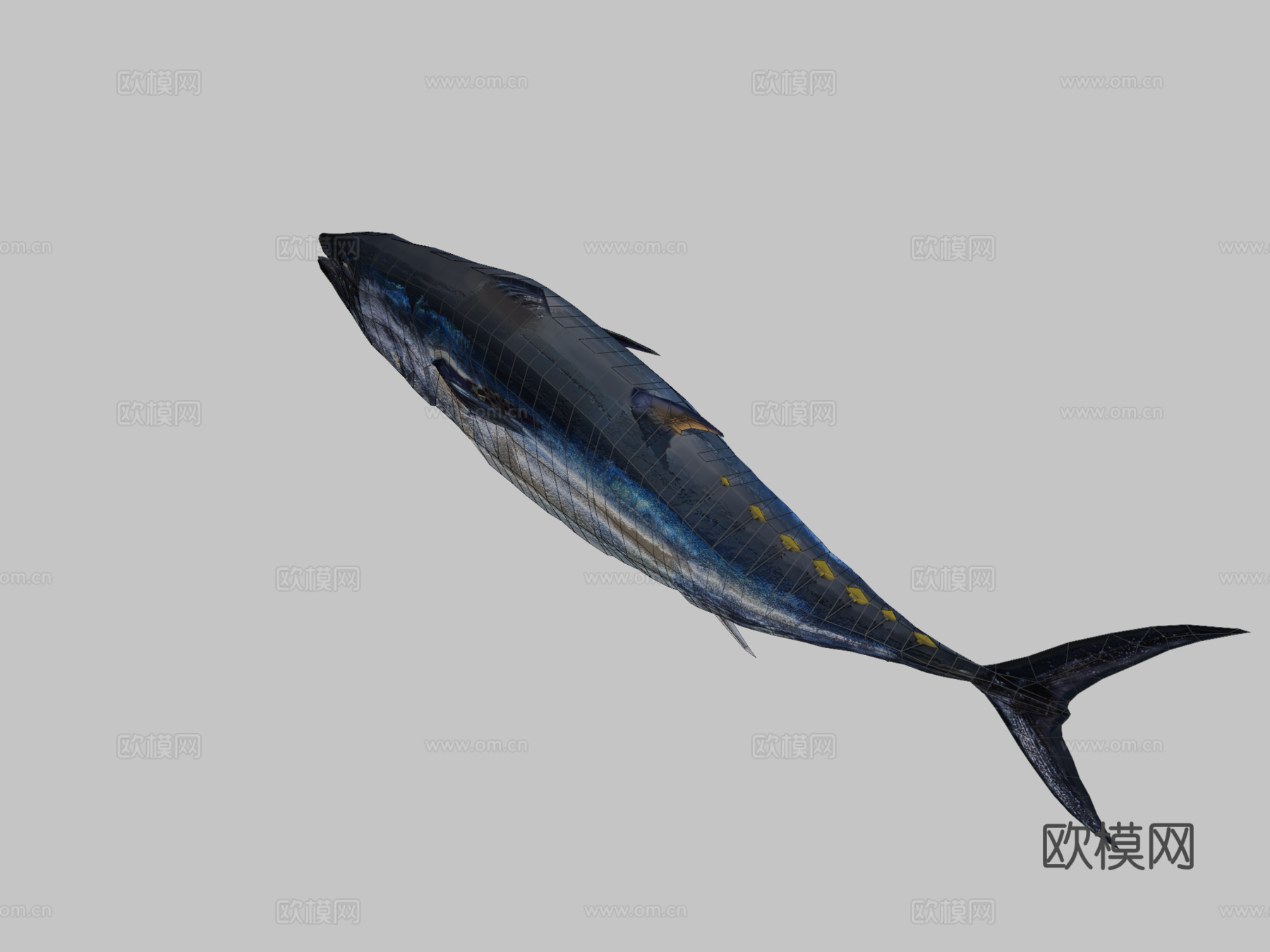 金枪鱼3d模型