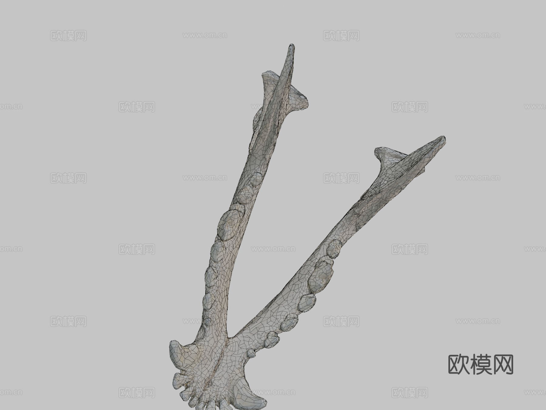 下颌骨（下颌骨）狗3d模型