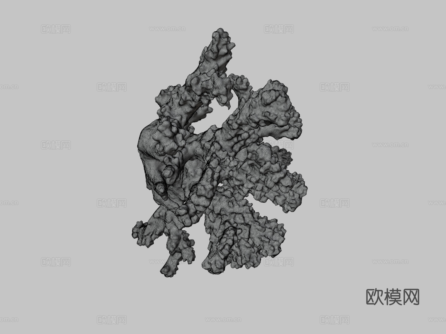 疣状杯形珊瑚新鲜样本3d模型