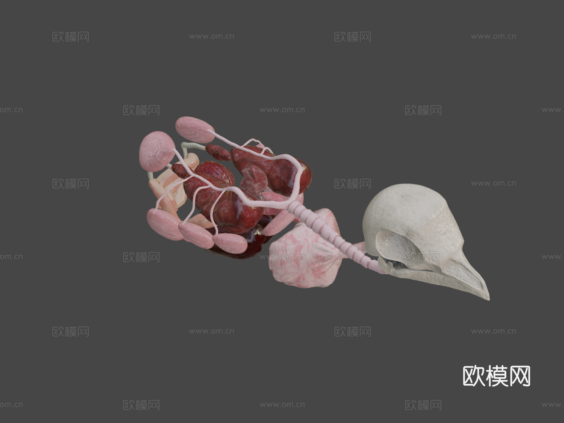 鸟类内脏3d模型