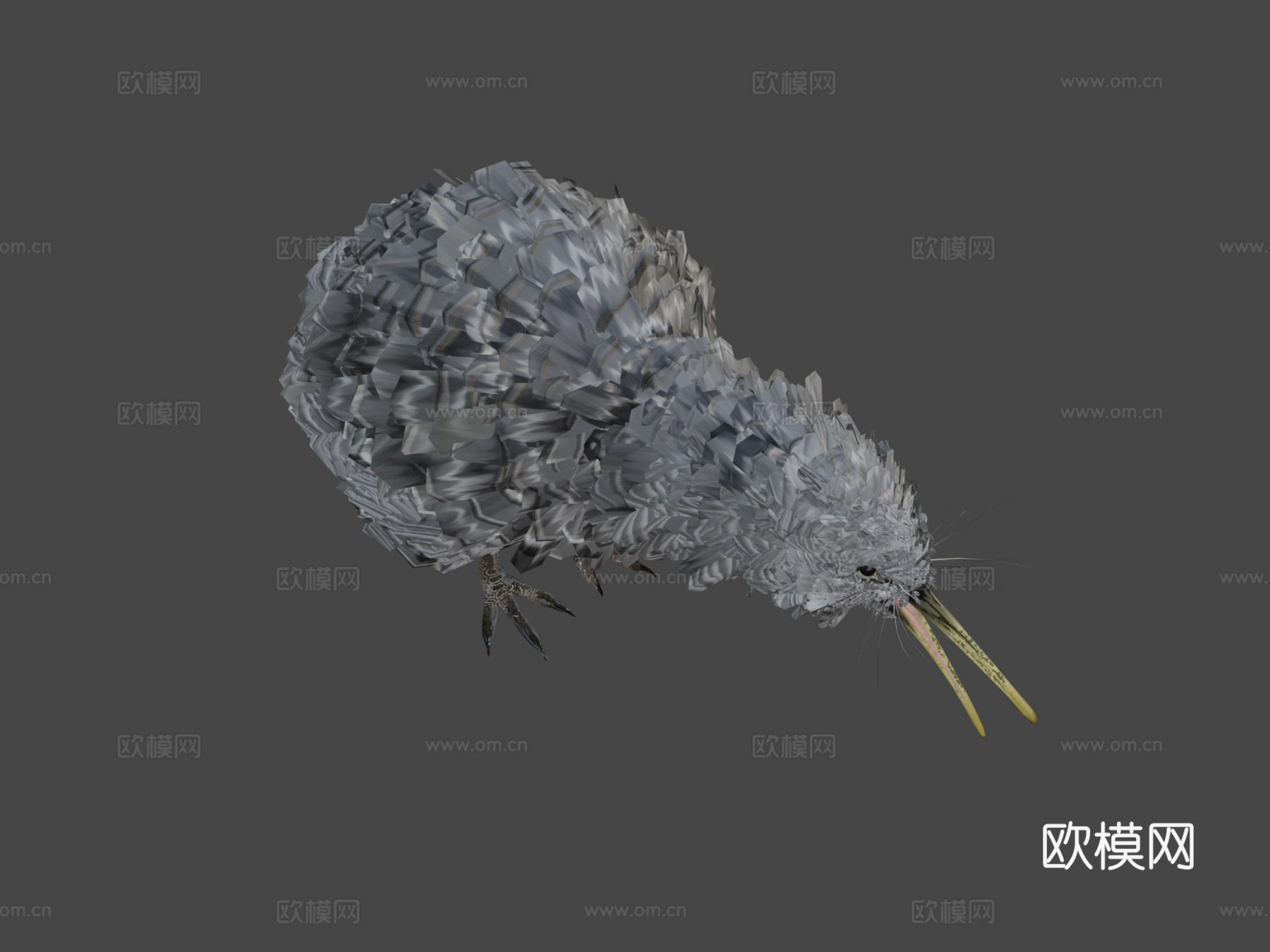 小斑点几维鸟3d模型