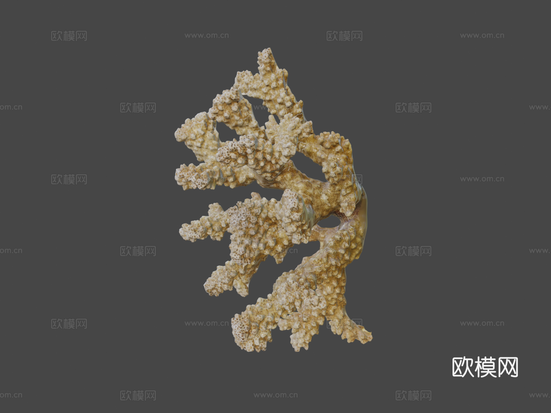 疣状杯形珊瑚新鲜样本3d模型