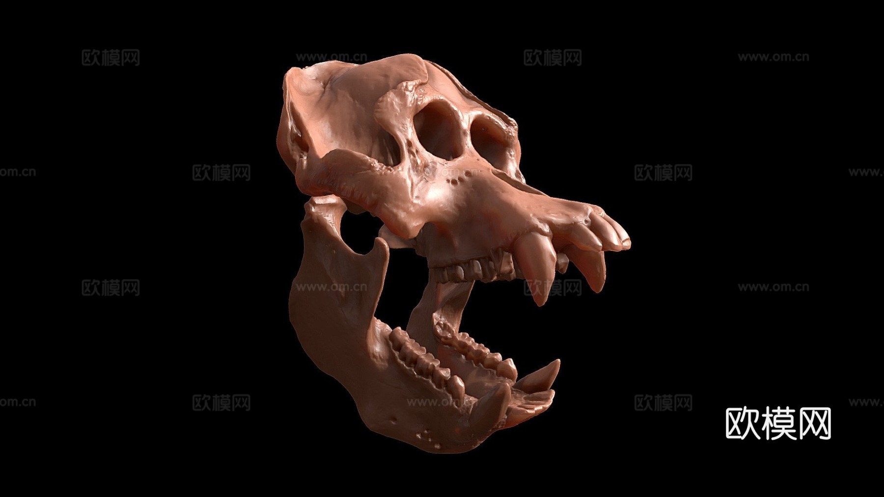 猩猩头骨3d模型