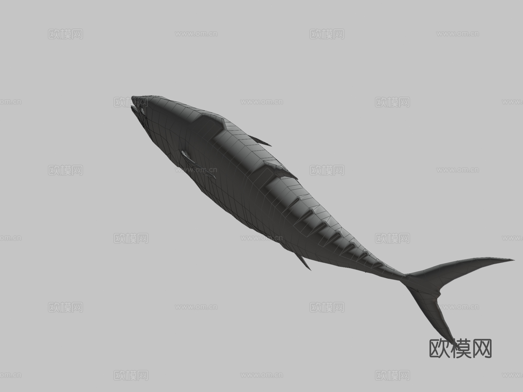 金枪鱼3d模型