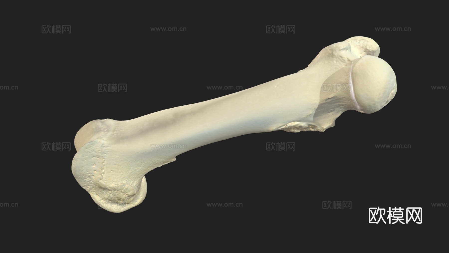 股骨（股骨）猪3d模型
