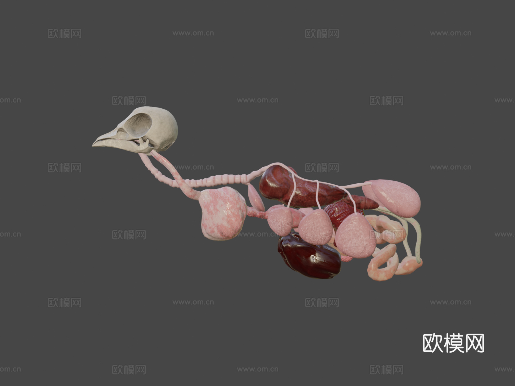 鸟类内脏3d模型