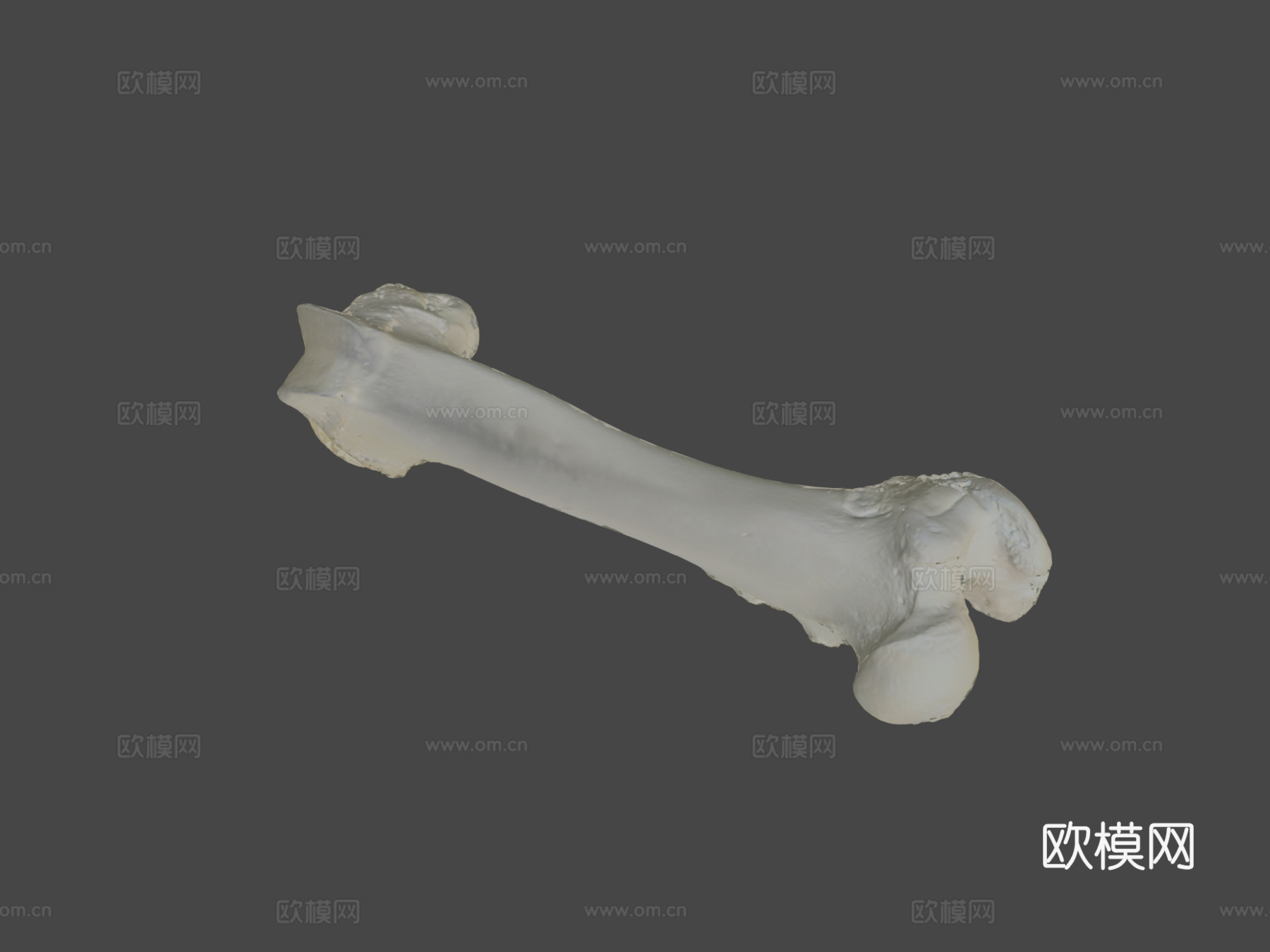 股骨（股骨）猪3d模型