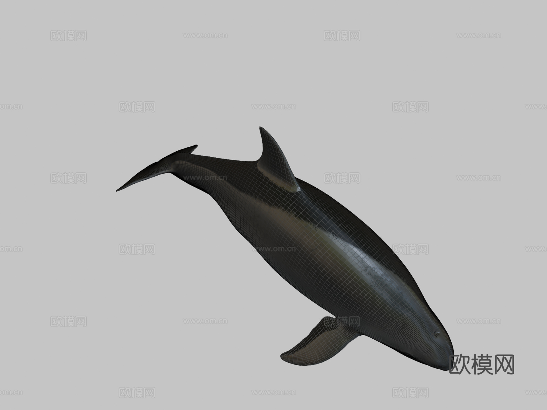 雌性小头鼠海豚3d模型