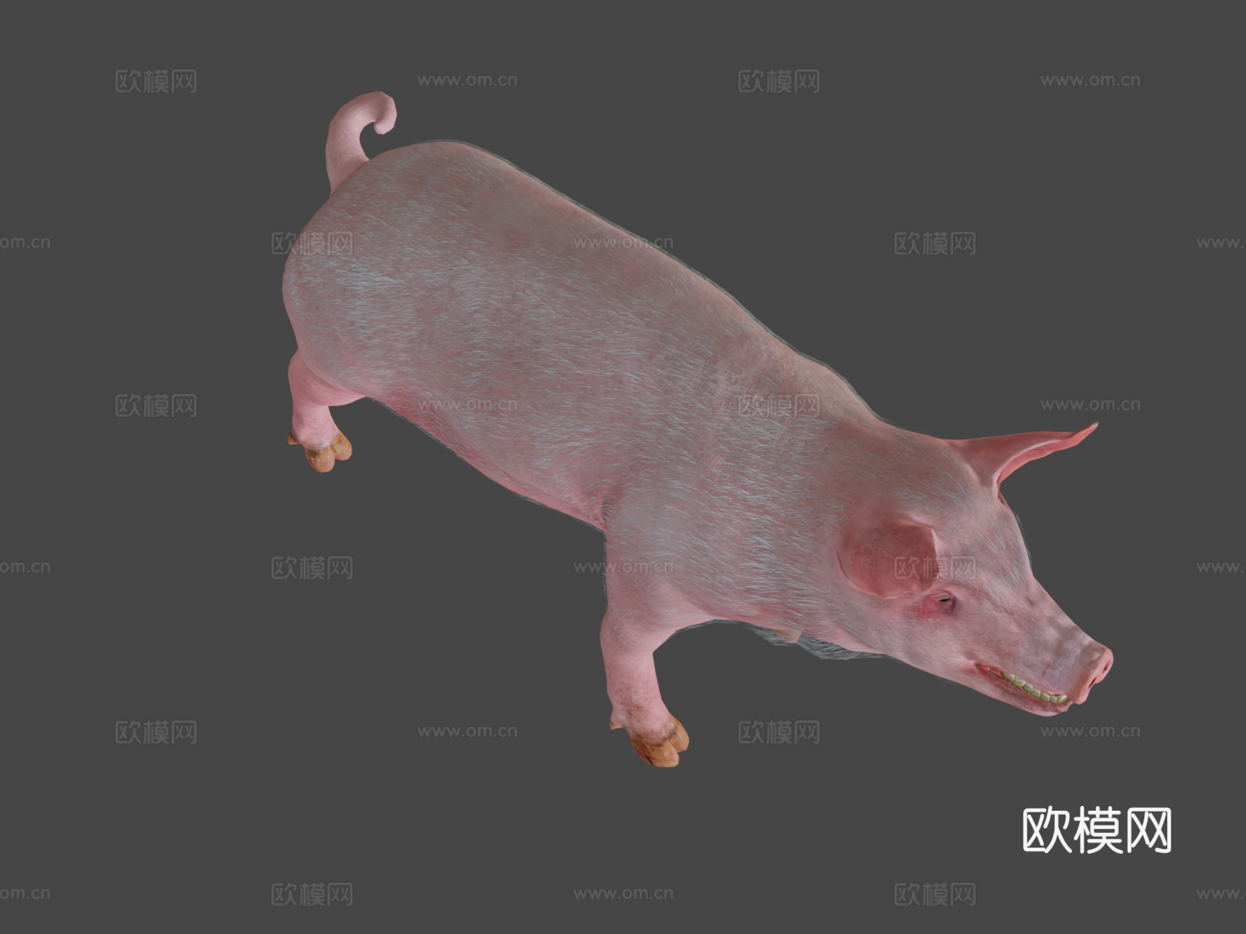 动画猪3d模型