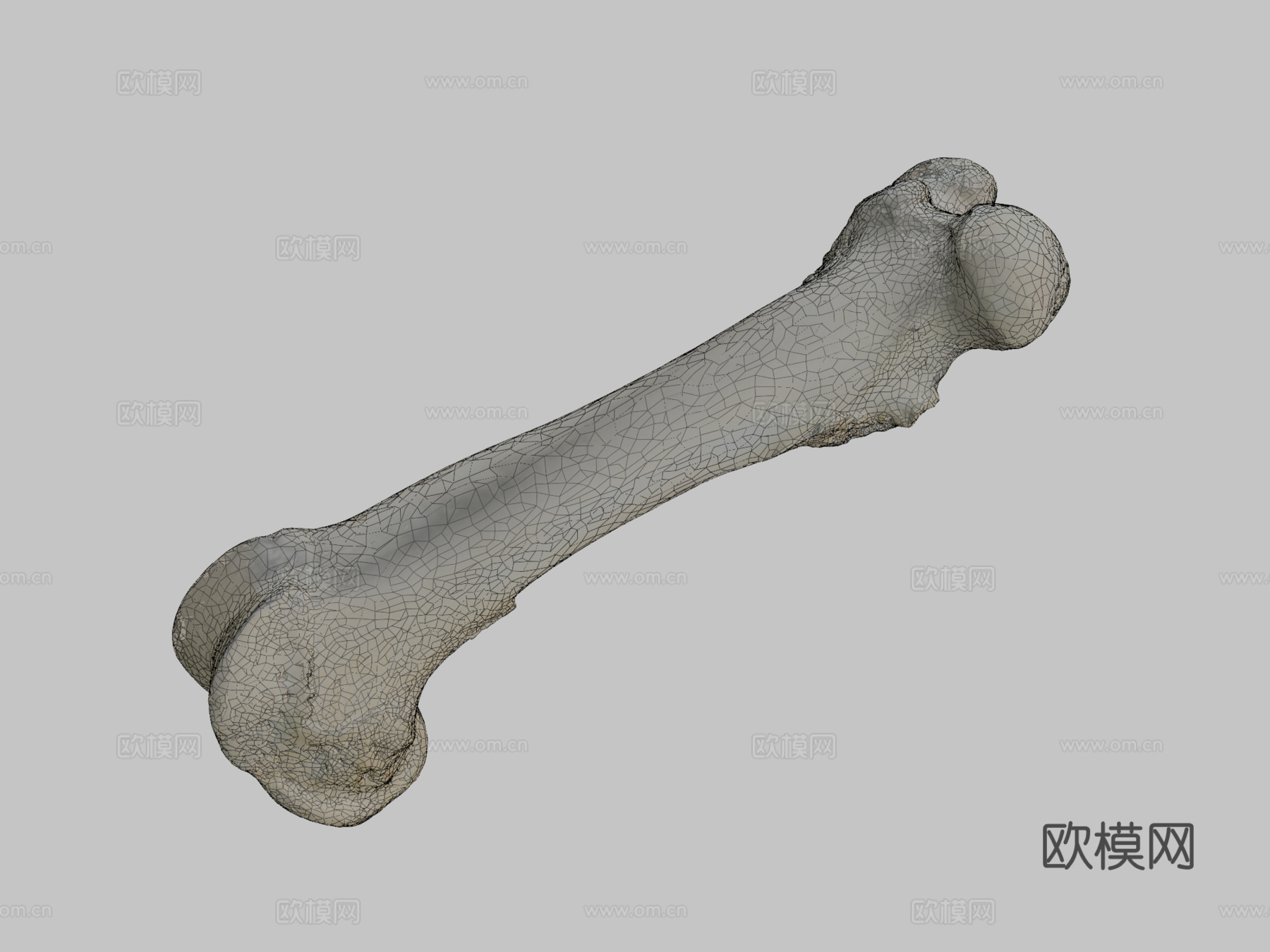 股骨（股骨）猪3d模型