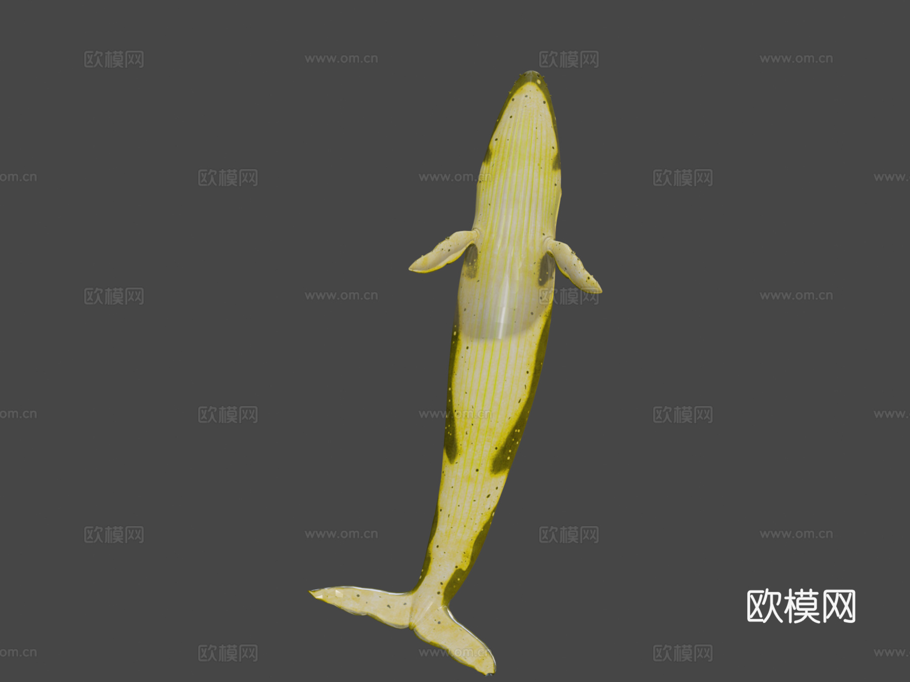 绑定动画蓝鲸3d模型