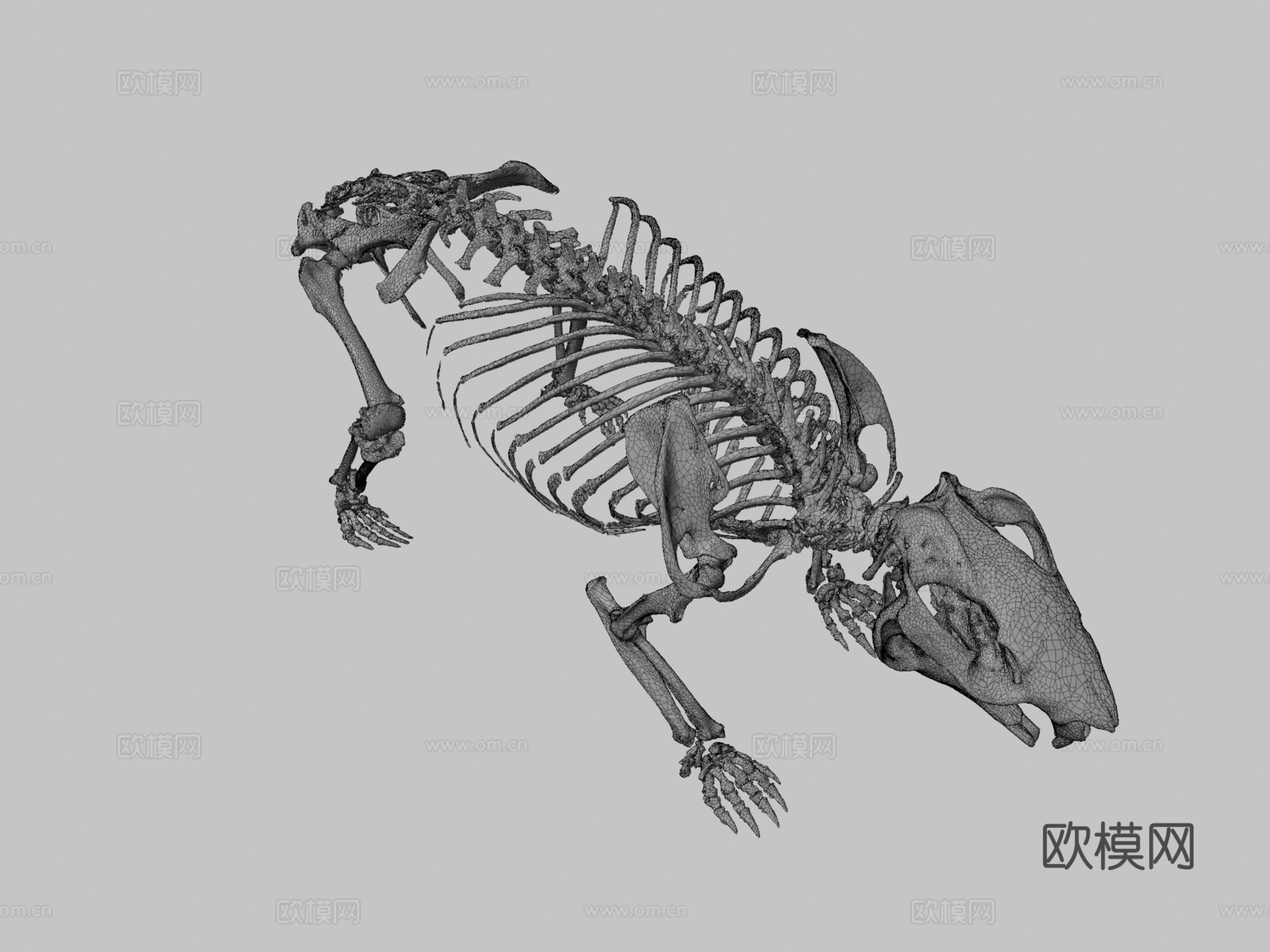 袋熊骨架3d模型