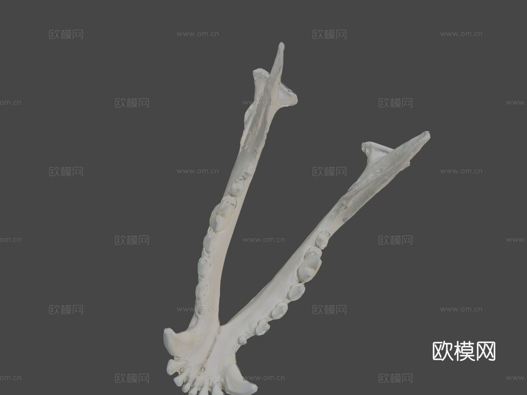 下颌骨（下颌骨）狗3d模型
