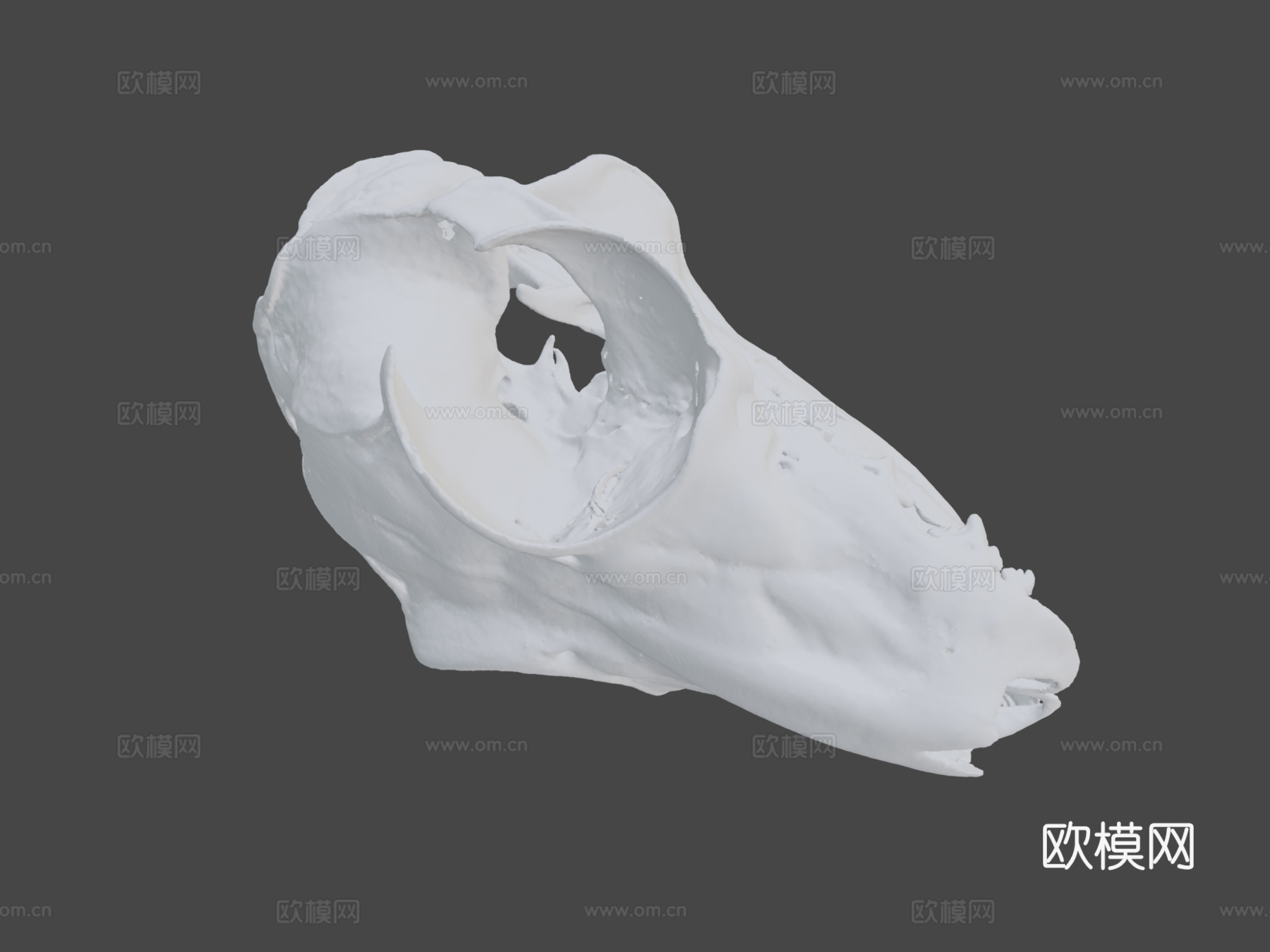 UMZC E.4023.A鼯猴3d模型