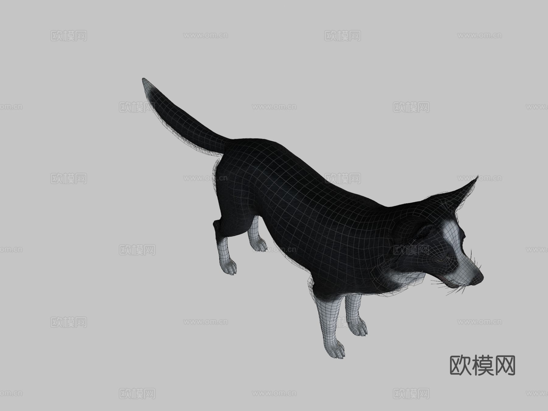 狗 - 边境牧羊犬v023d模型