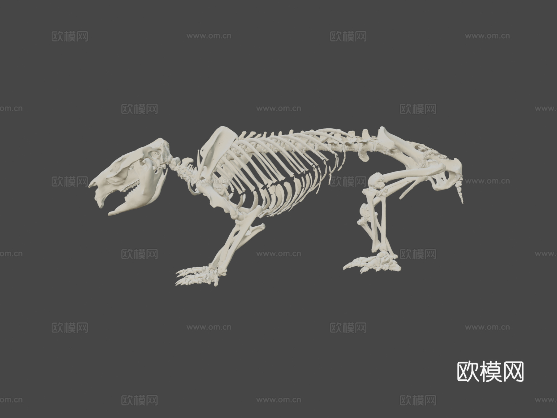 袋熊骨架3d模型