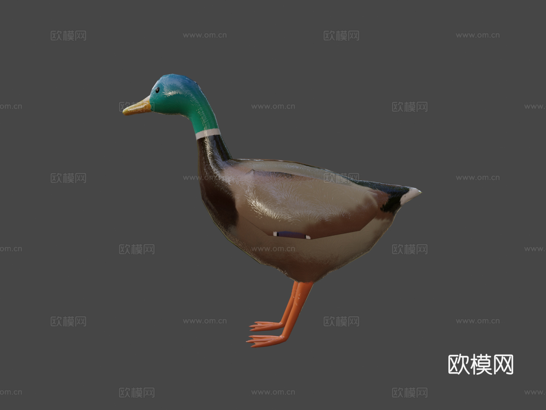 绿头鸭3d模型