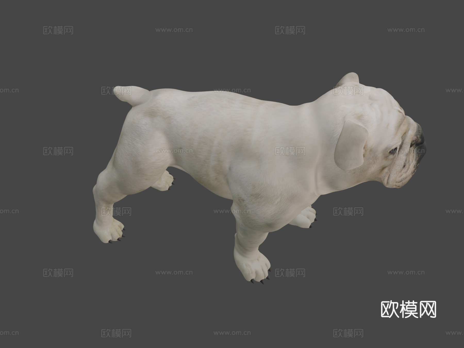 斗牛犬3d模型