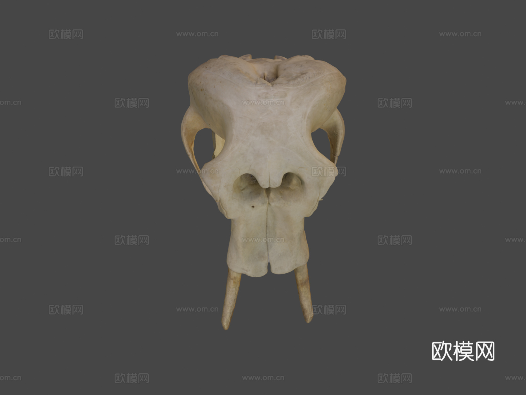 大象头骨3d模型