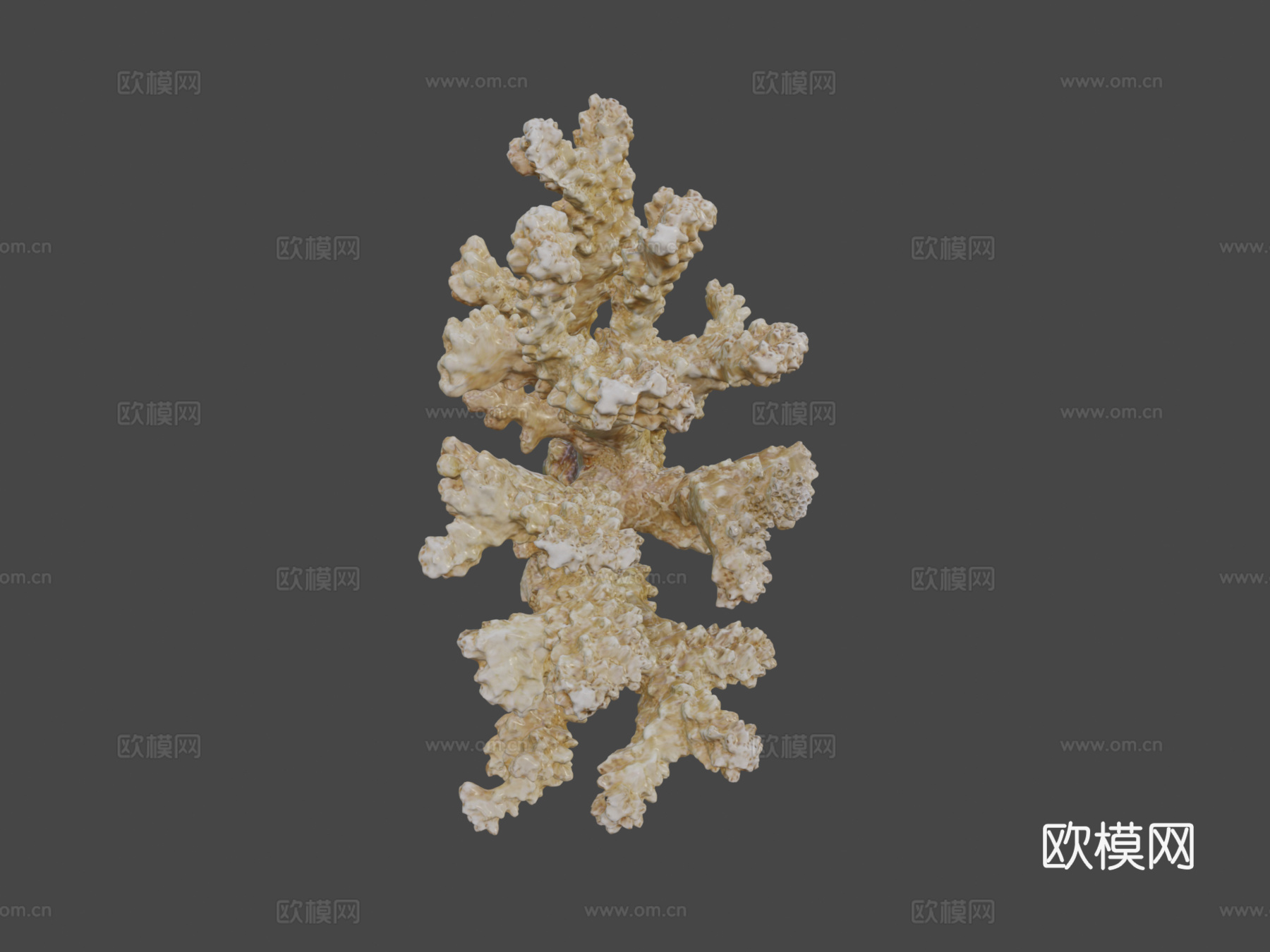 疣状杯形珊瑚新鲜样本3d模型