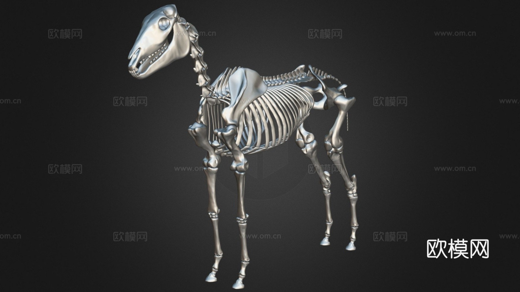 马骨架3D模型3d模型