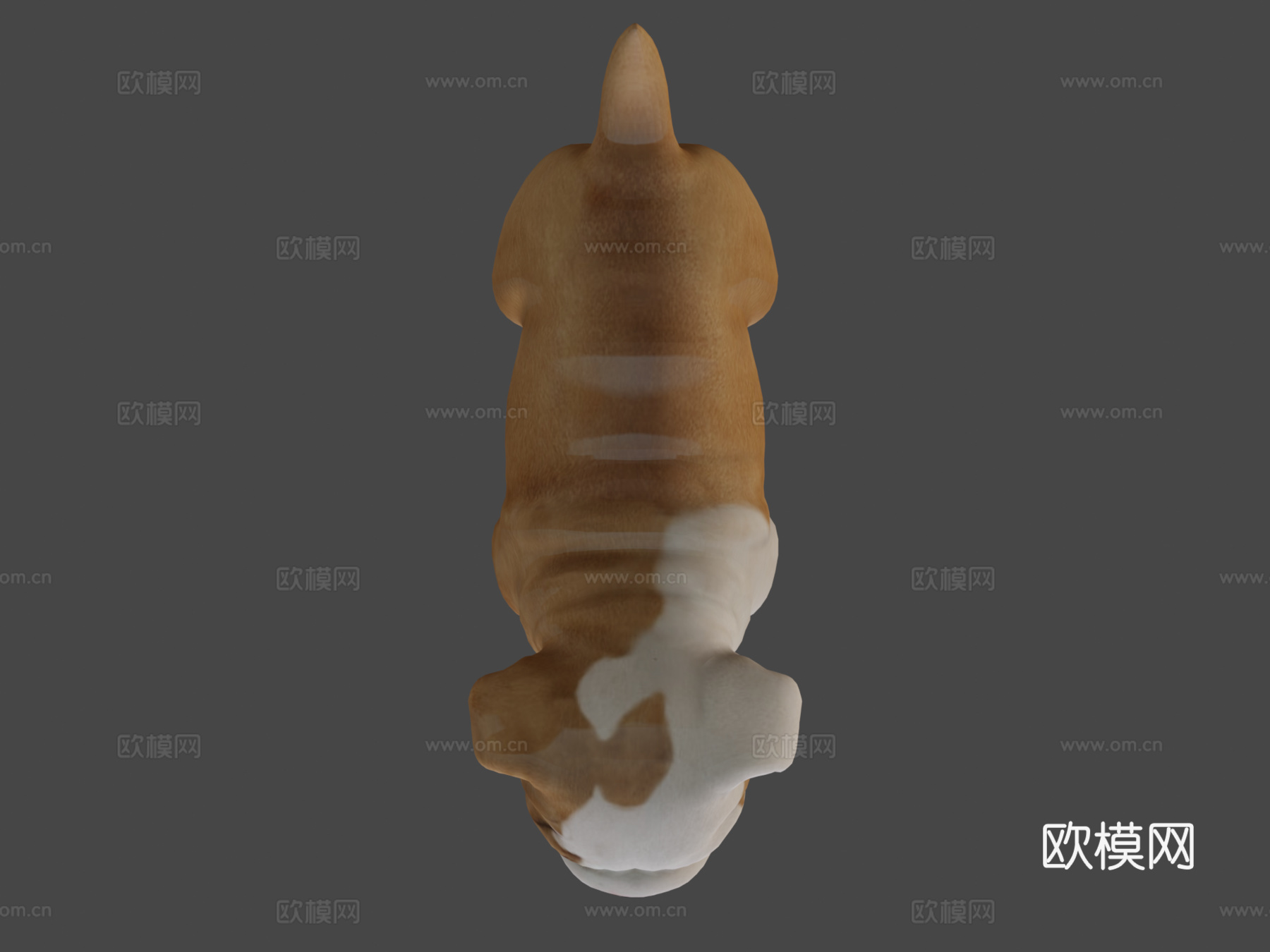 牛头犬幼崽3d模型