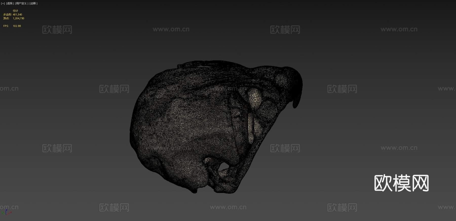 红尾鹰头骨3d模型