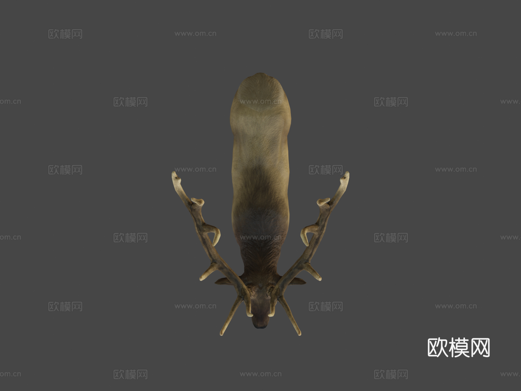 落基山马鹿雄鹿3d模型