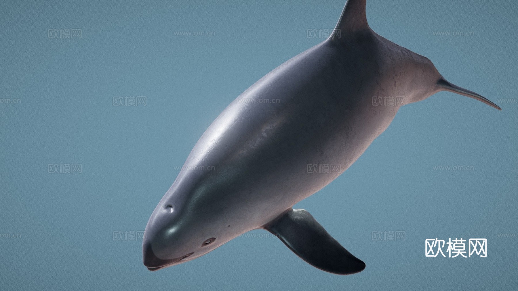 雌性小头鼠海豚3d模型
